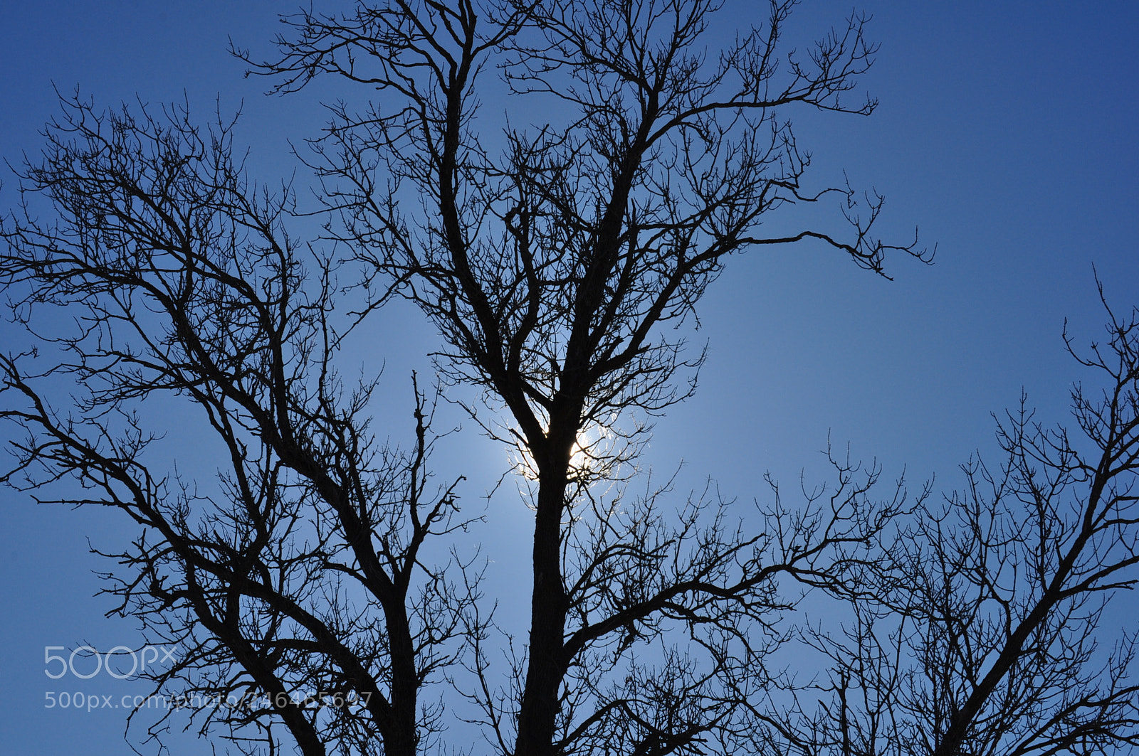 Nikon D5000 sample photo. Behind the tree photography