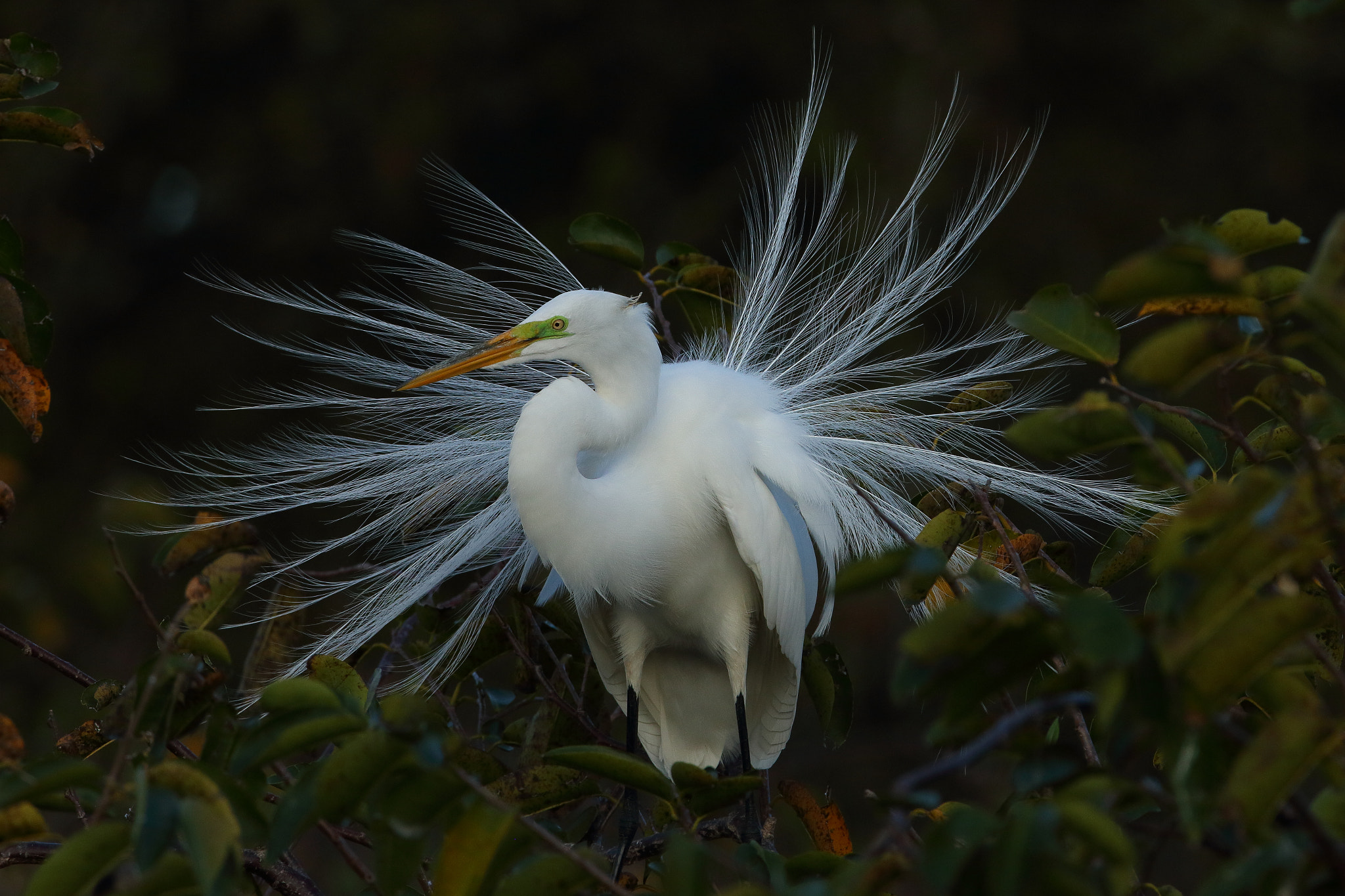 Canon EOS 70D sample photo. Great egret (ardea alba) photography