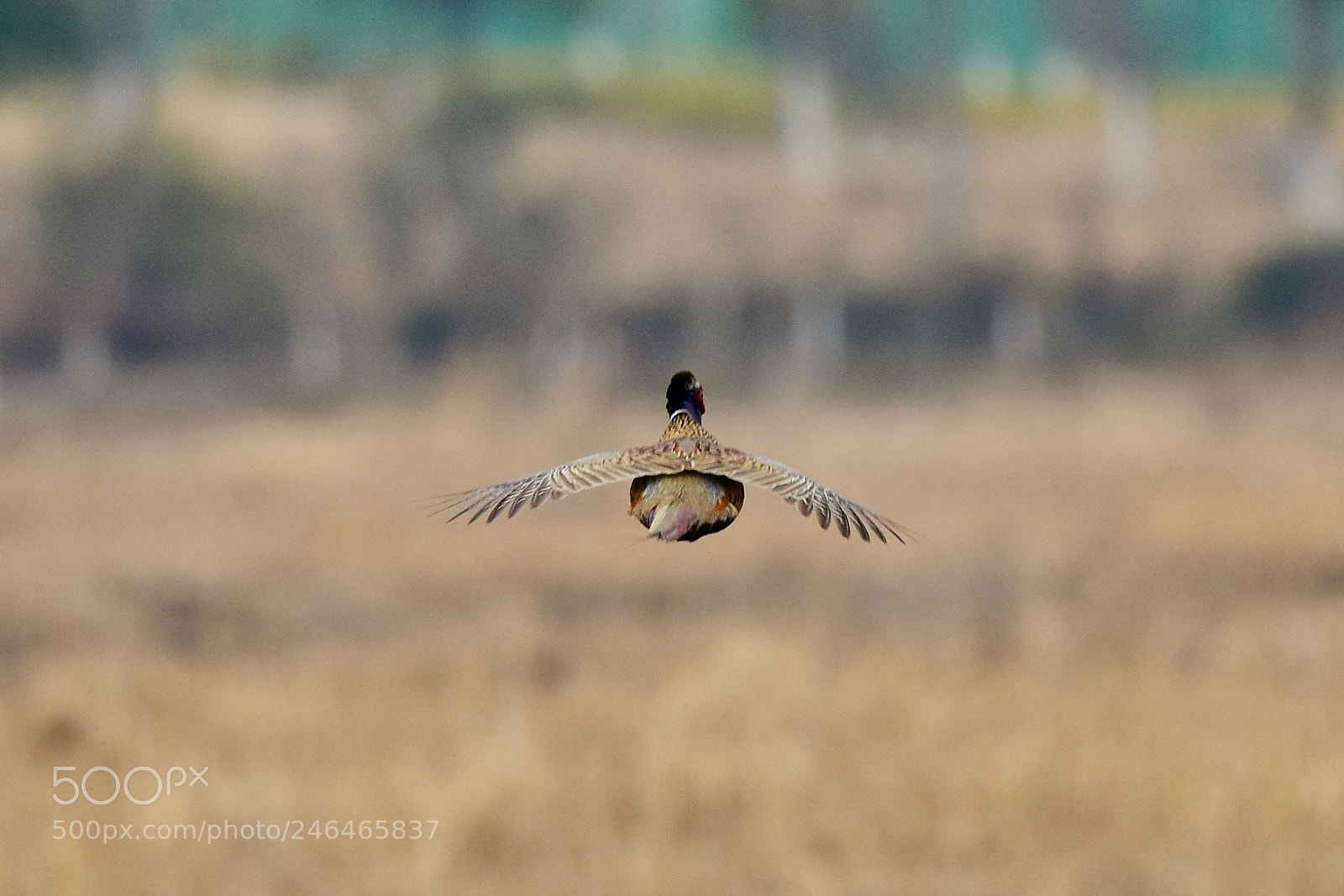 Nikon D7200 sample photo. Fly away...怀念旧年时光！ photography