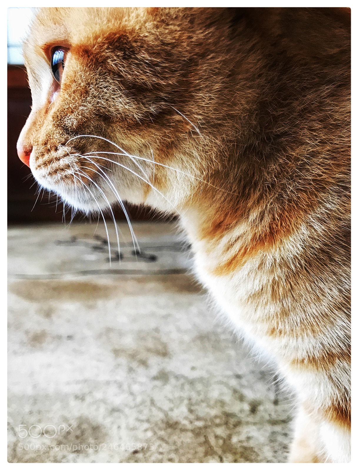 Apple iPhone 7 sample photo. Untitled photography