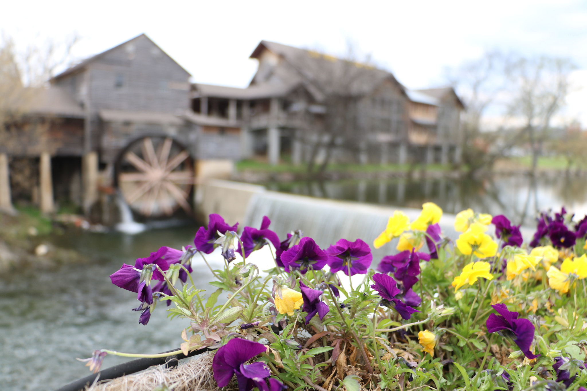 Canon EOS 760D (EOS Rebel T6s / EOS 8000D) sample photo
