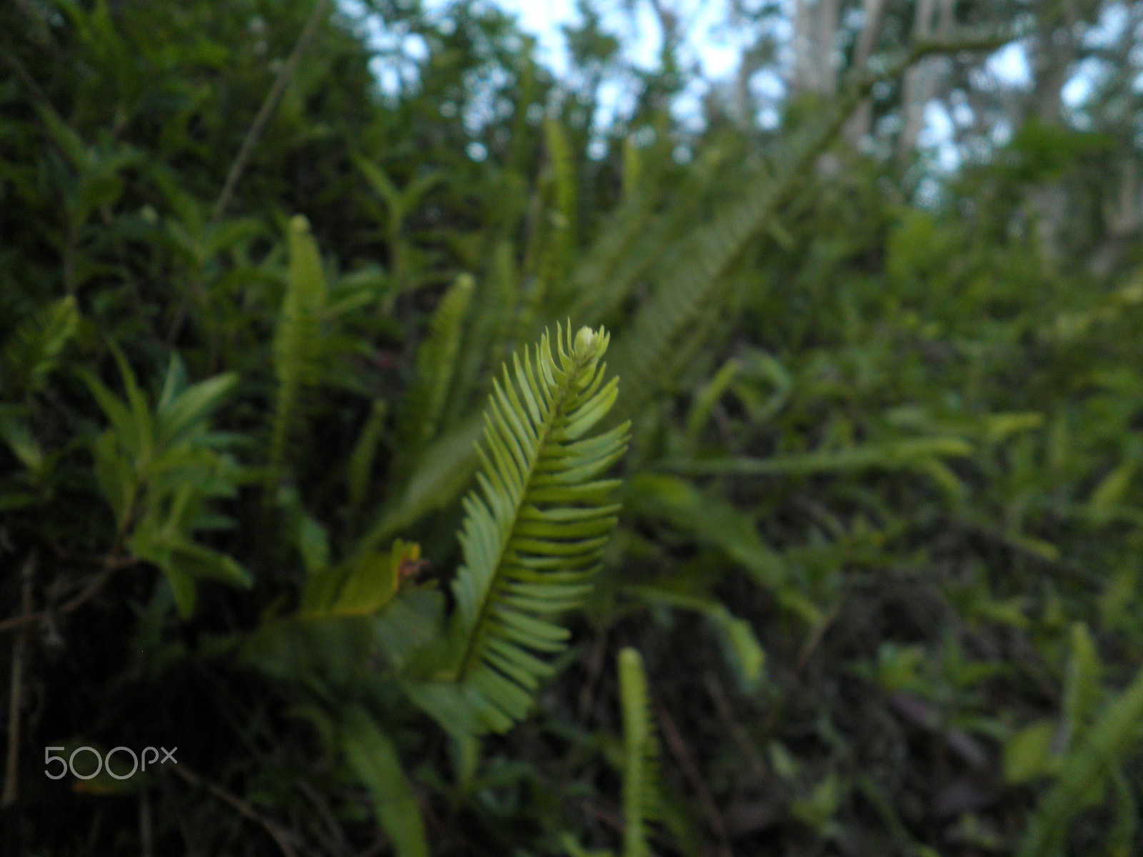 Olympus FE4030,X950 sample photo. Beautiful green fern photography