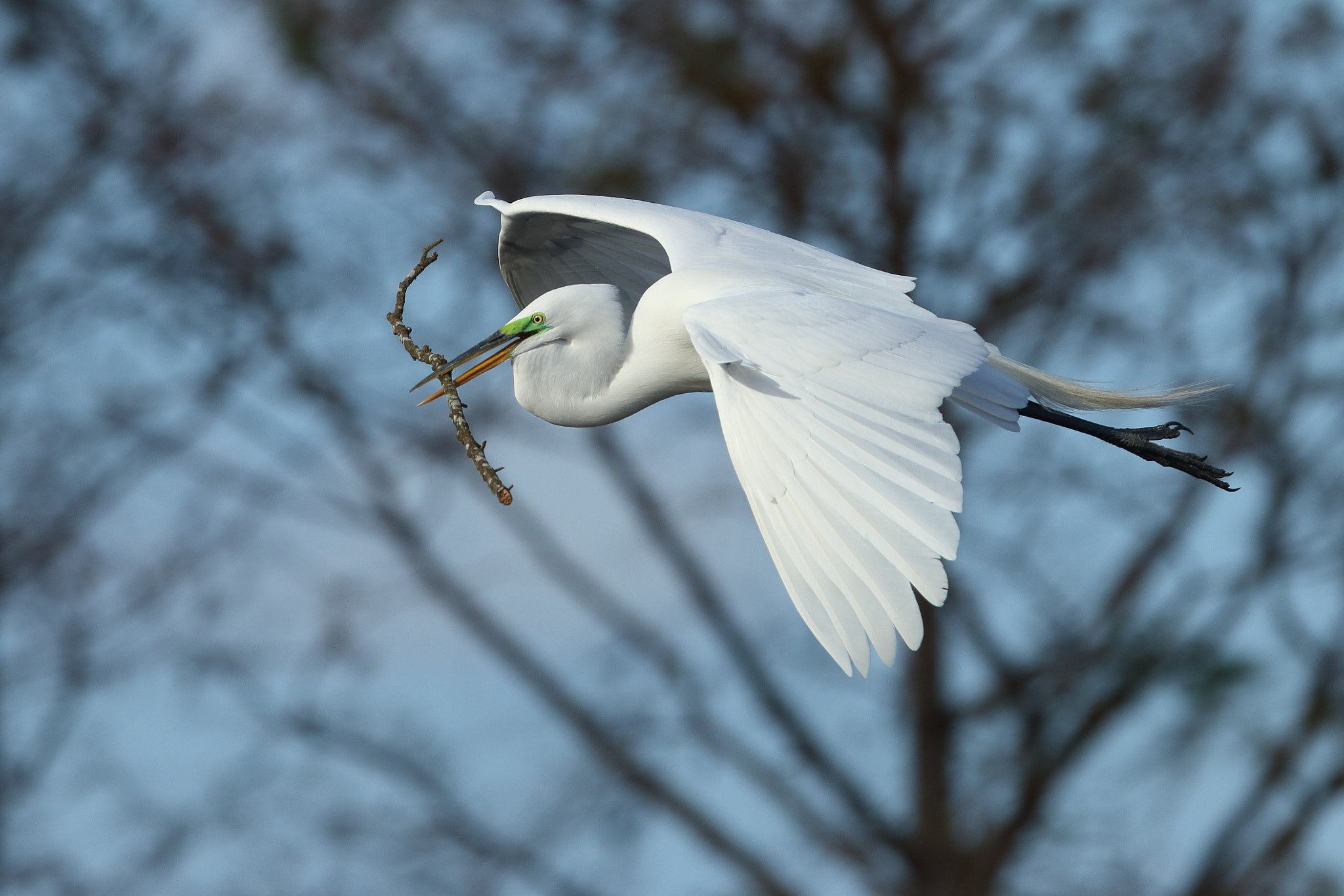 Canon EOS 70D sample photo. Great egret (ardea alba) photography