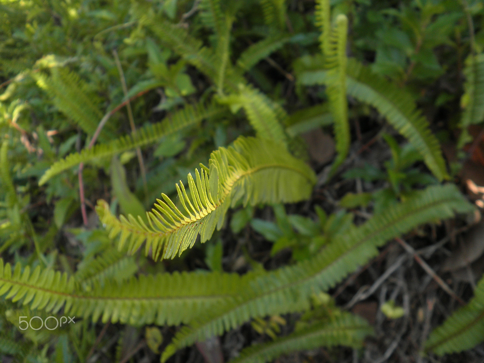 Olympus FE4030,X950 sample photo. Another shot of a green fern photography