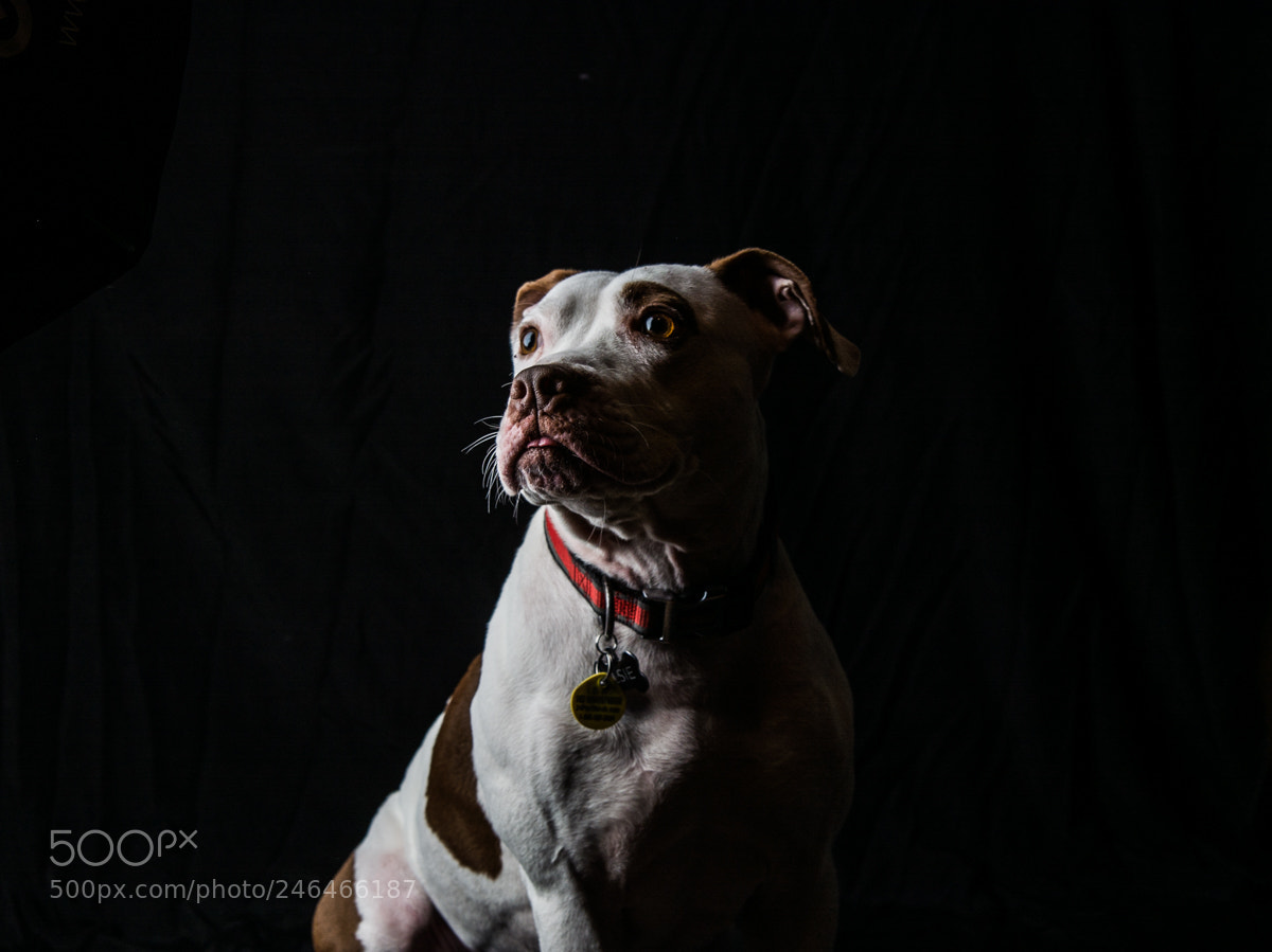 Nikon D7100 sample photo. Brutus photography