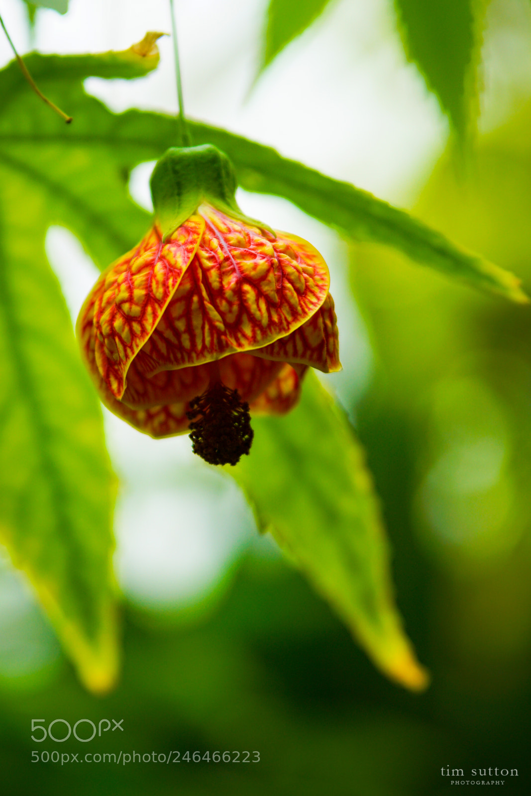 Sony ILCA-77M2 sample photo. Hanging blossom photography
