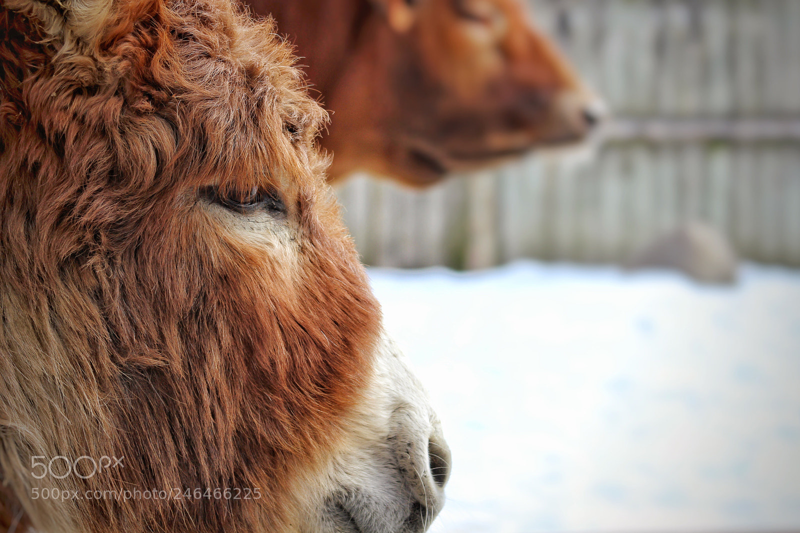Canon EOS 1300D (EOS Rebel T6 / EOS Kiss X80) sample photo. Milk photography