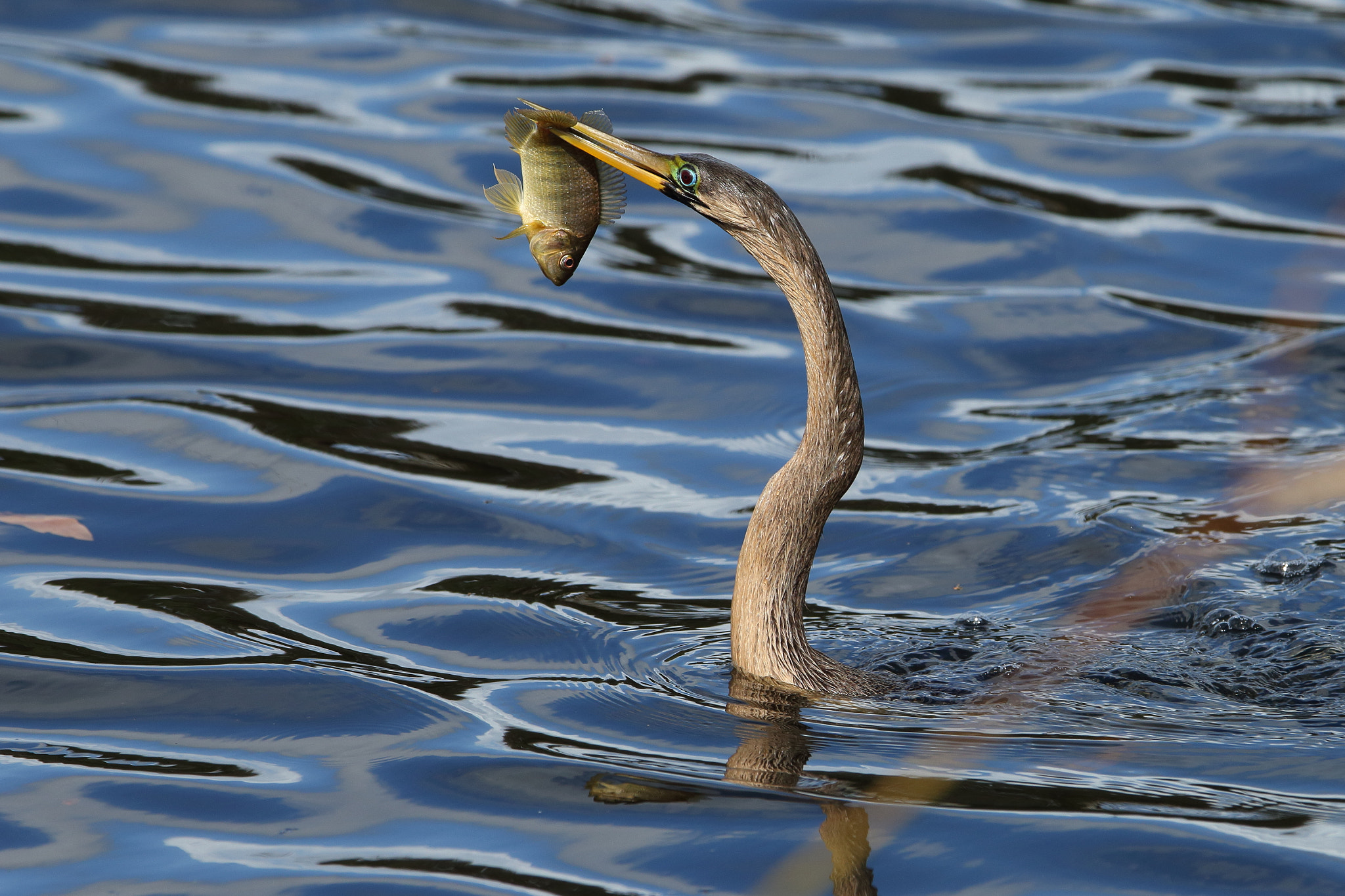 Canon EOS 70D sample photo. Anhinga photography