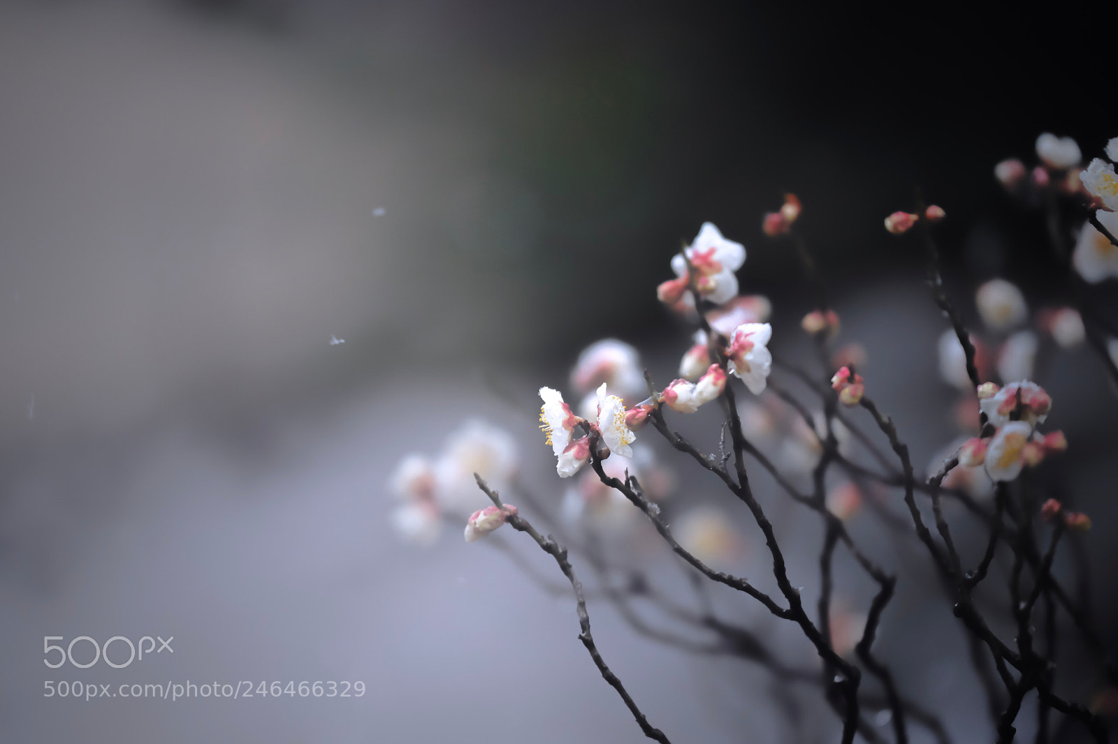 Fujifilm X-Pro2 sample photo. Plum blossoms photography