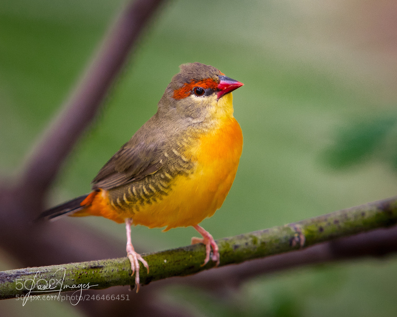 Canon EOS 7D Mark II sample photo. Orange breasted waxbill photography