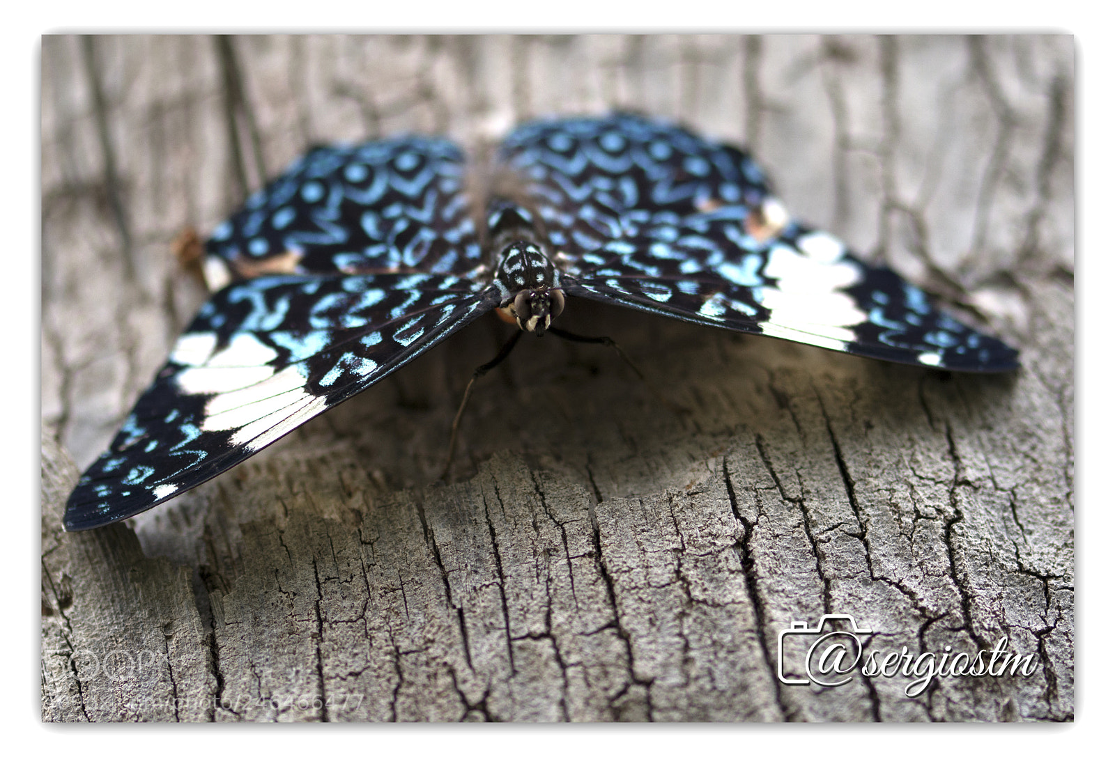 Nikon D7100 sample photo. Blue butterfly photography