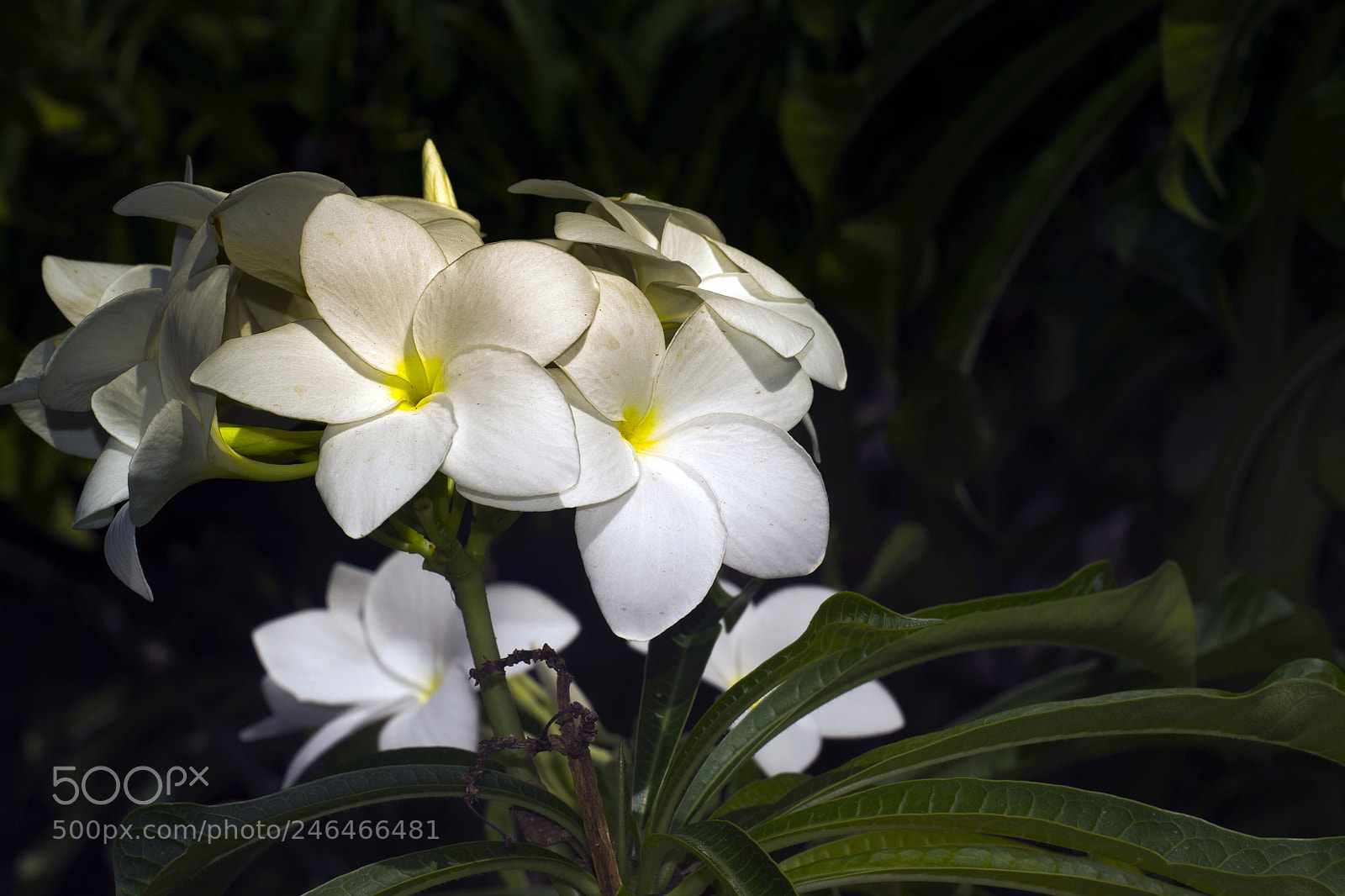 Nikon D3100 sample photo. Bonairean oleander photography