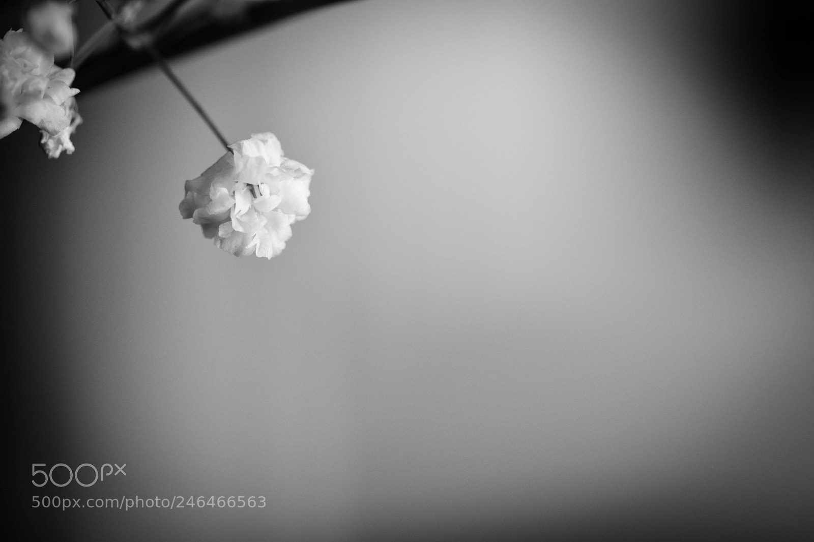 Nikon D5600 sample photo. Untitled photography