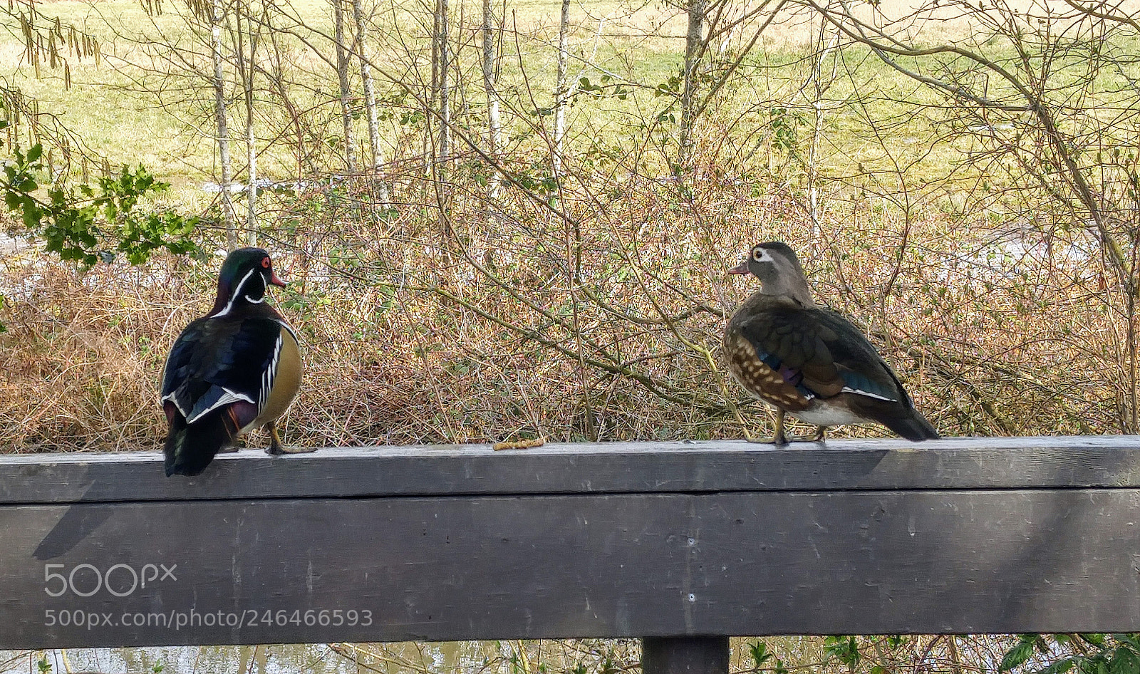 LG G4 sample photo. Wood duck couple photography