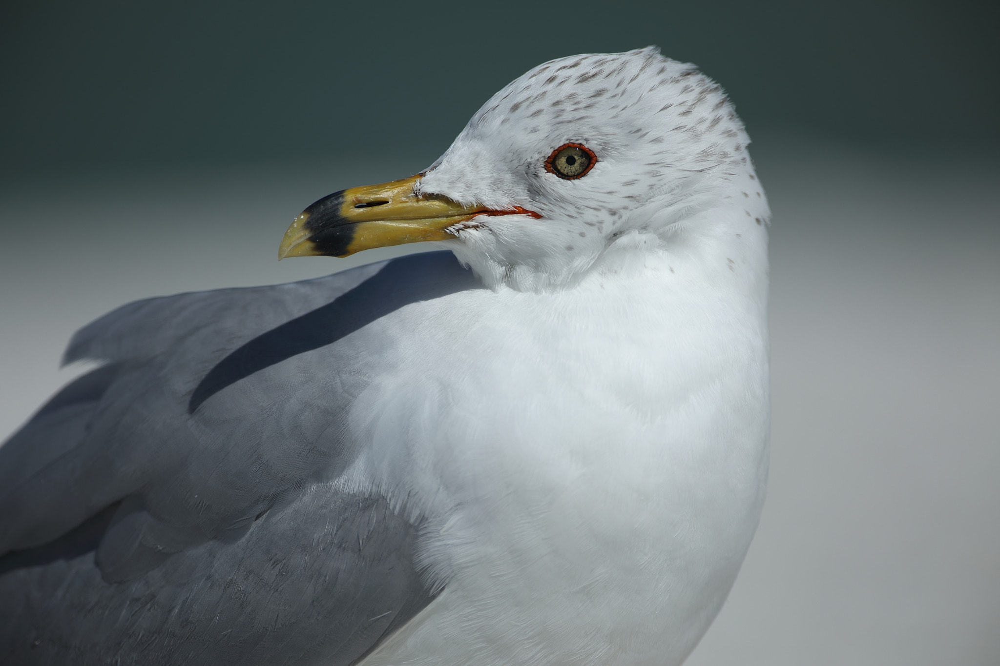 Canon EF 500mm F4L IS USM sample photo. Ring-billed gull photography
