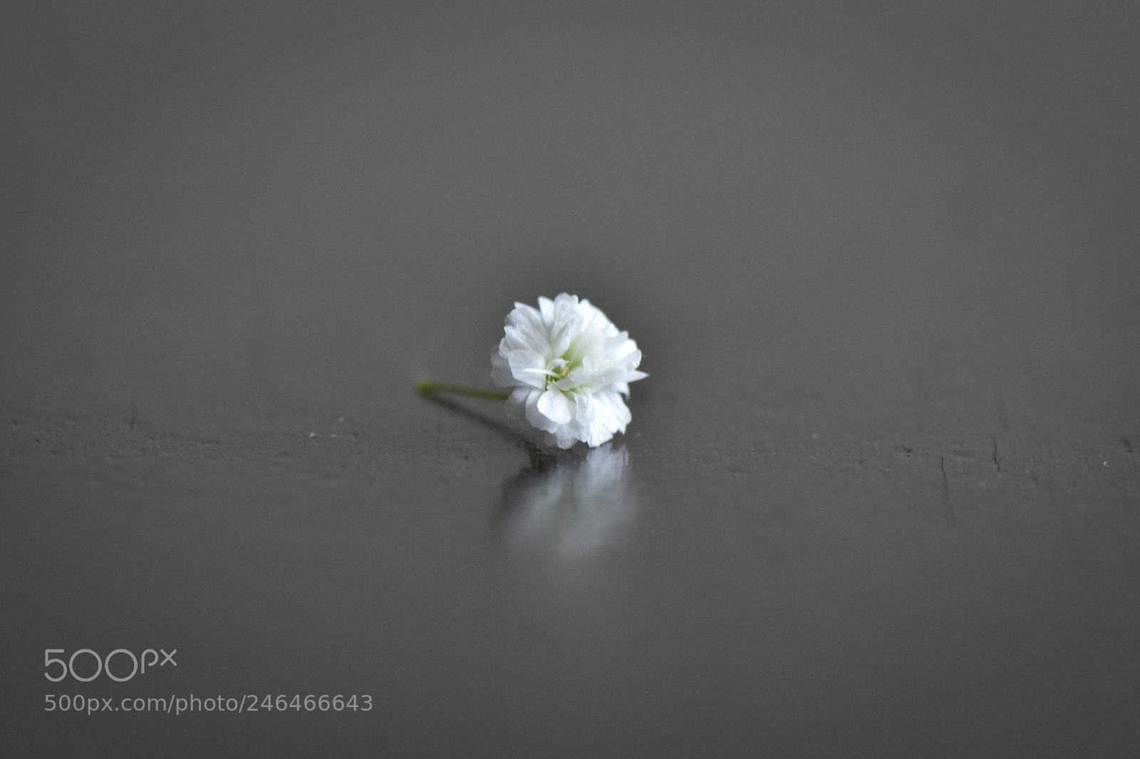 Nikon D5600 sample photo. Untitled photography
