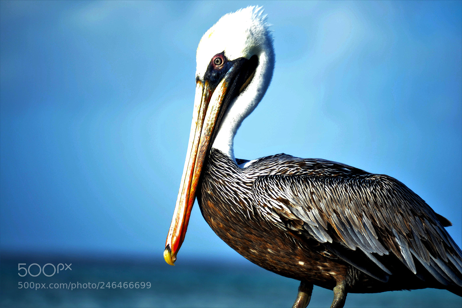 Nikon D3100 sample photo. Pelican photography
