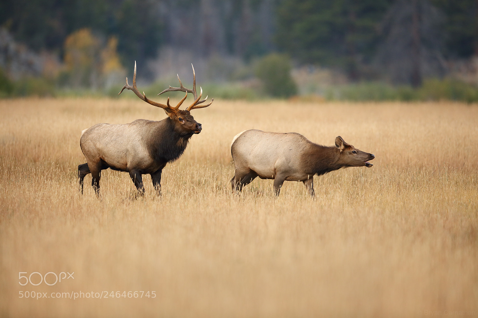 Canon EOS 5DS R sample photo. Bull elk with cow photography
