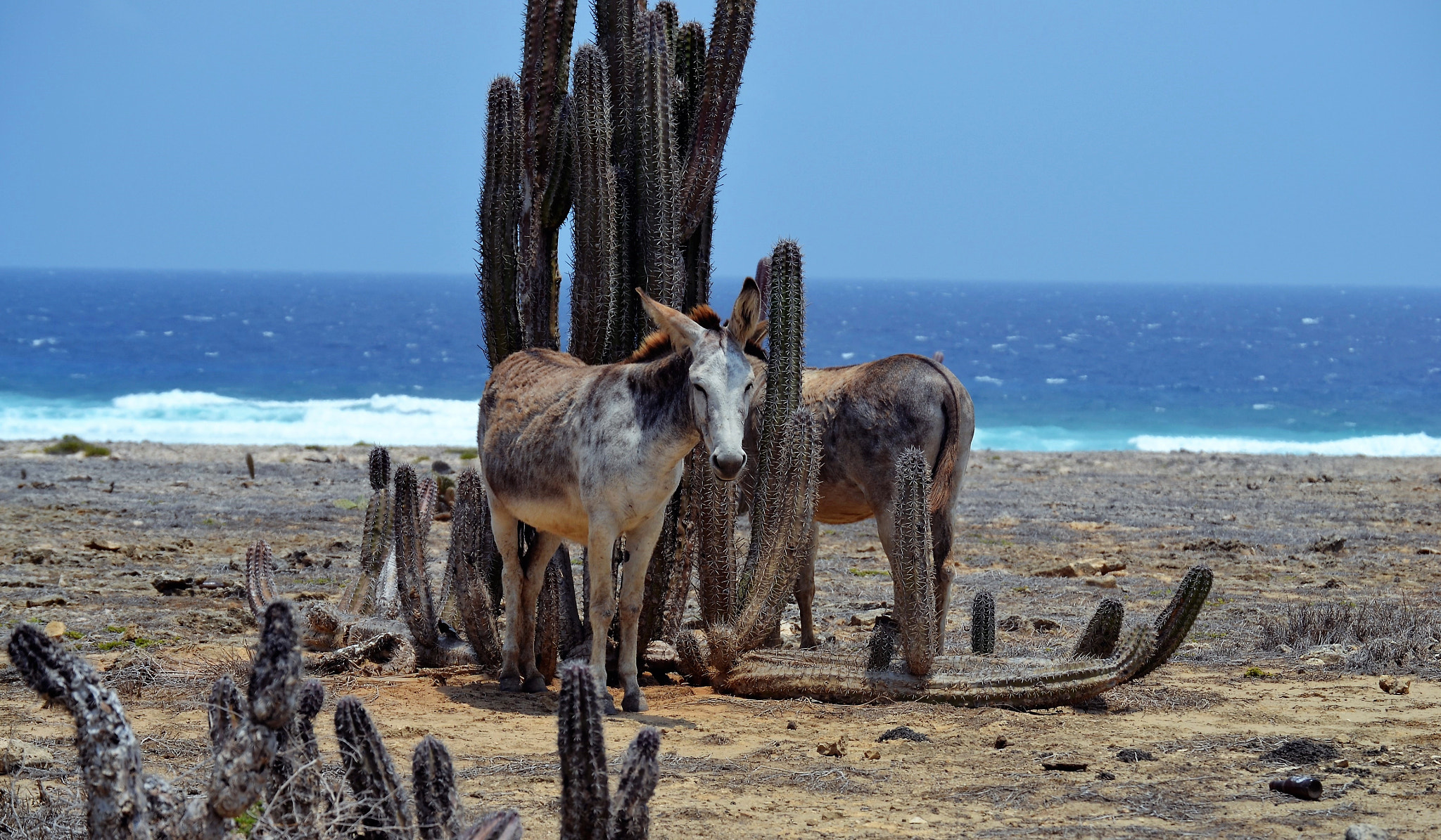 Nikon D3100 sample photo. Donkeys photography