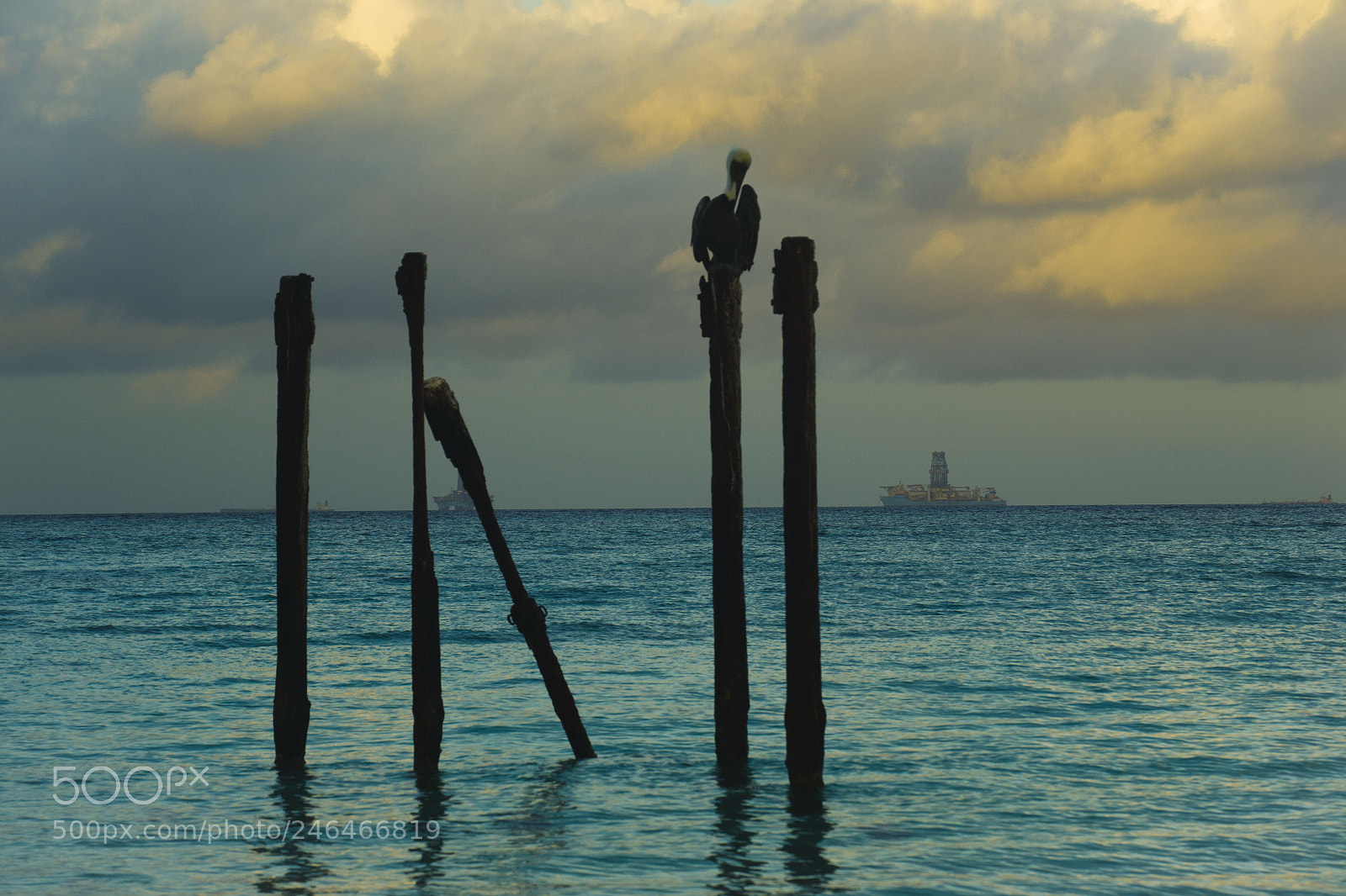 Nikon D3100 sample photo. Pelicans photography