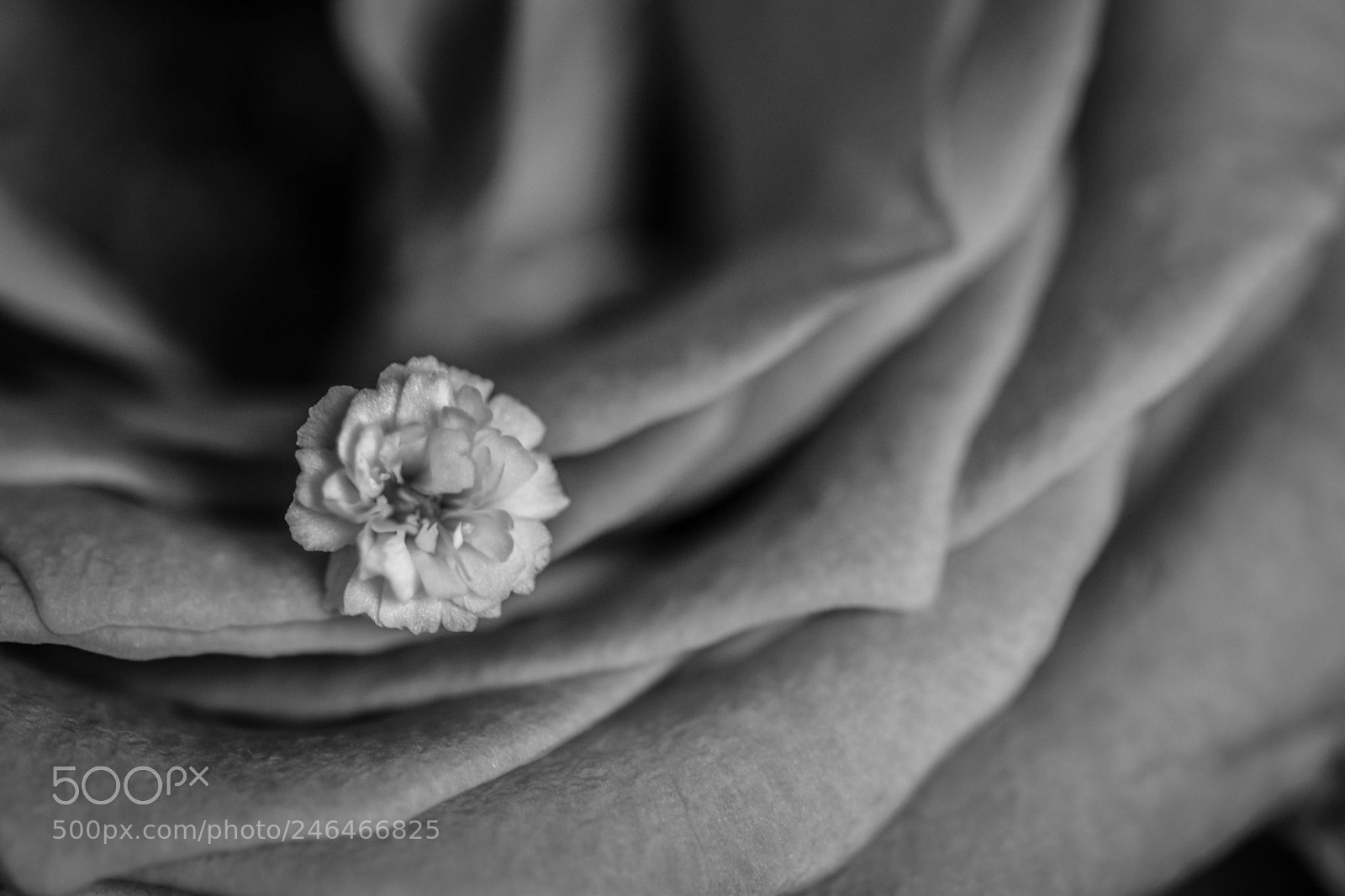 Nikon D5600 sample photo. Untitled photography