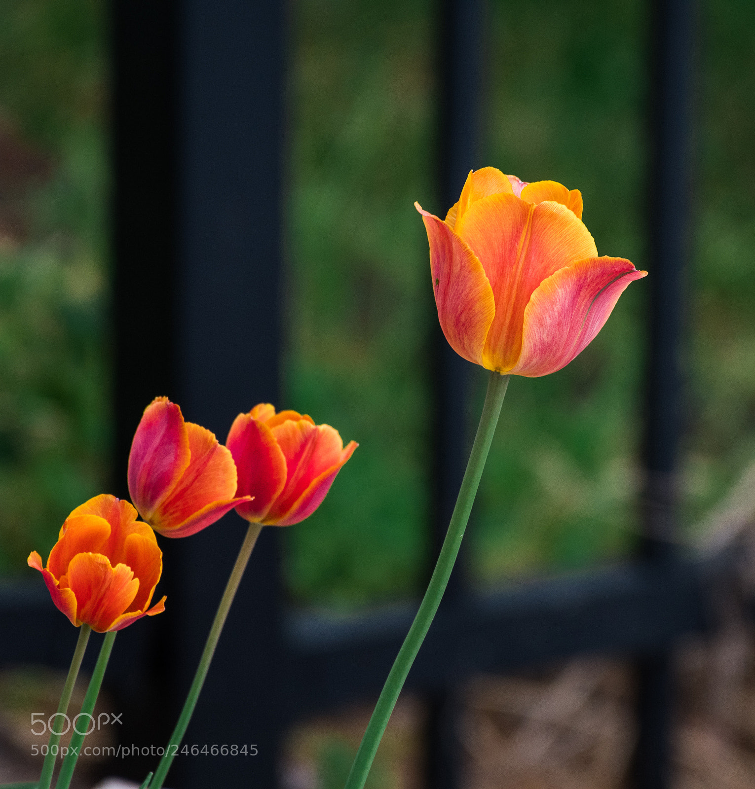 Nikon D500 sample photo. Vibrant photography