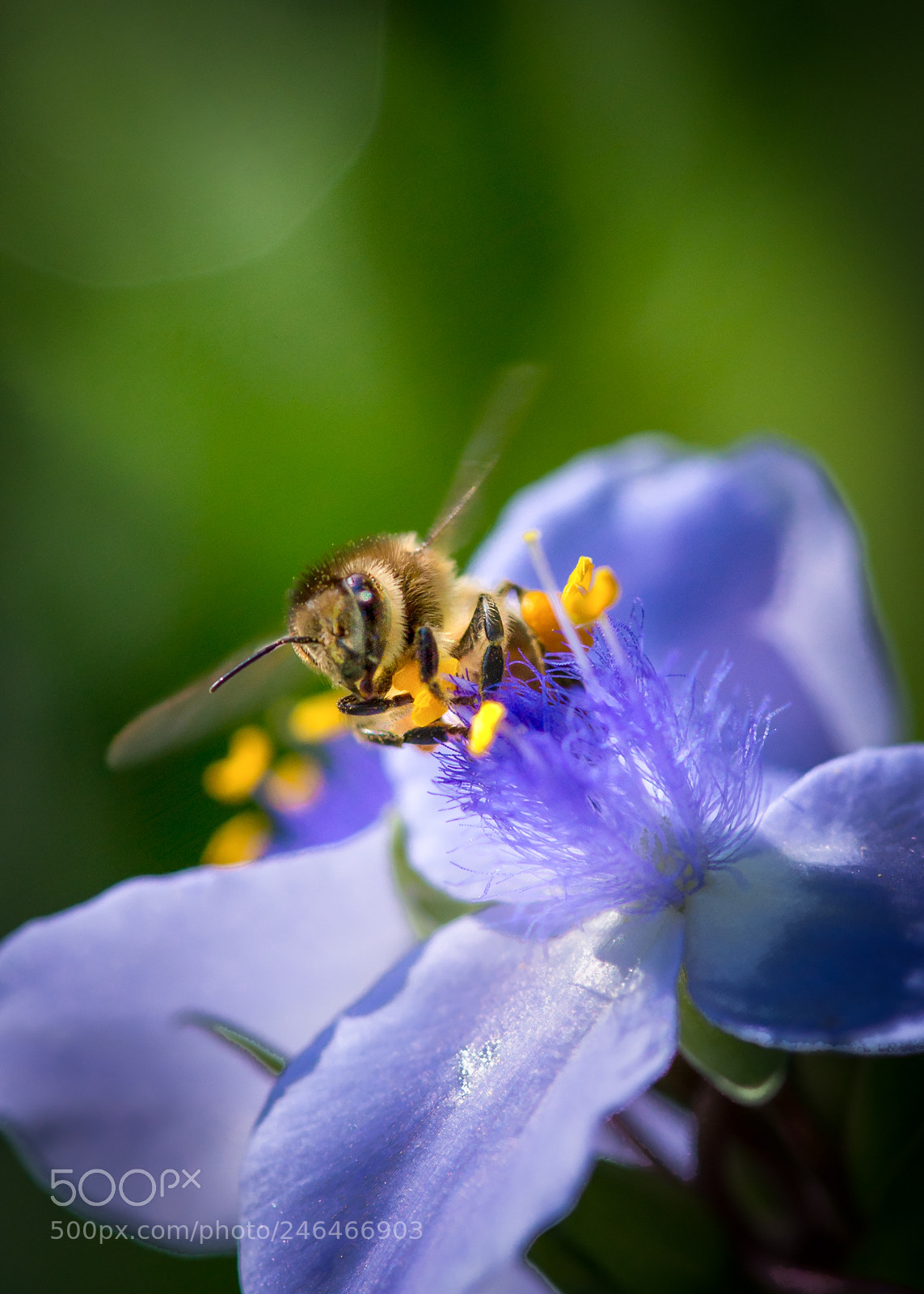 Nikon Df sample photo. Bee in spiderwort photography