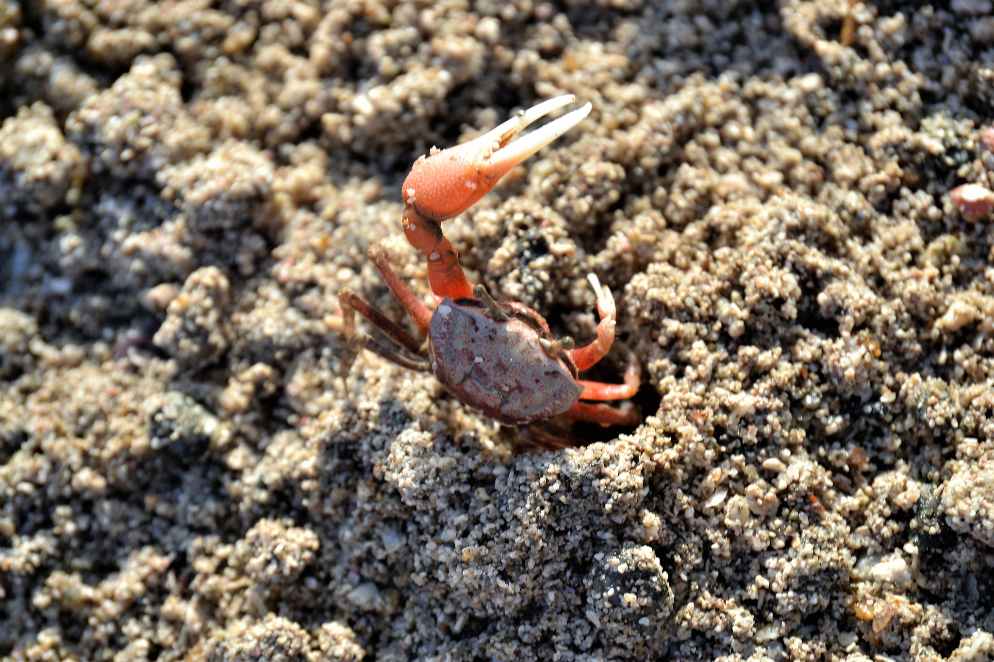 Nikon D3100 sample photo. On the beach photography