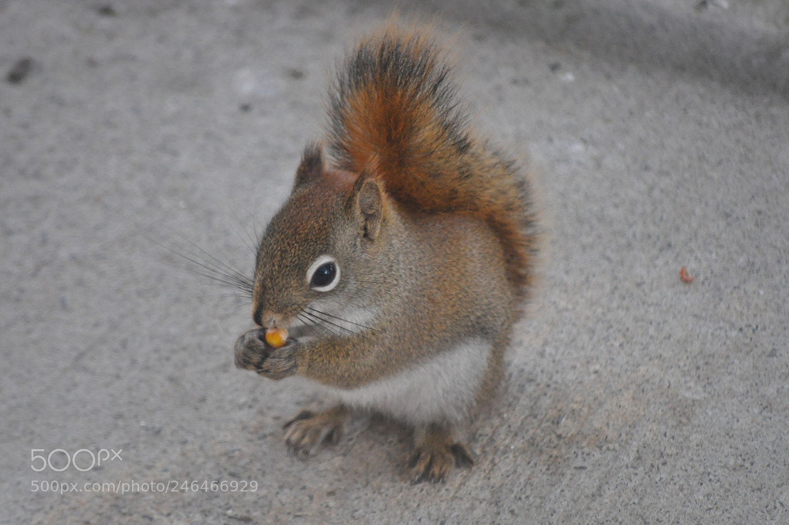 Nikon D5000 sample photo. Corn popper photography