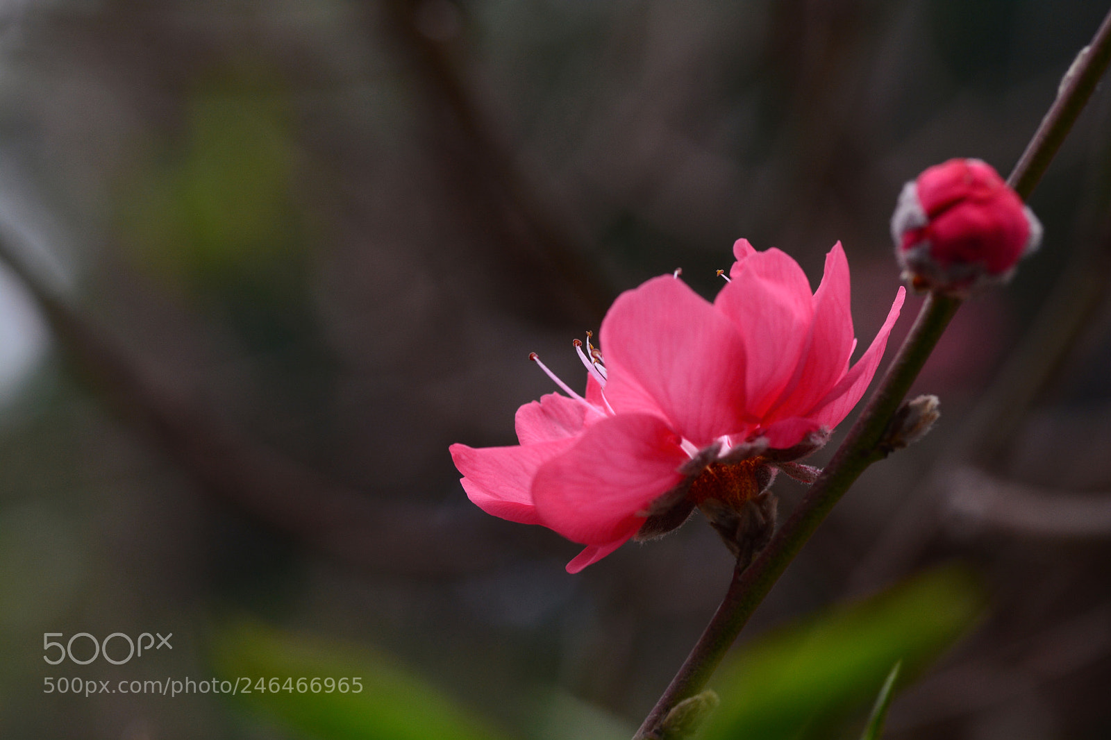 Nikon D7100 sample photo. Untitled photography