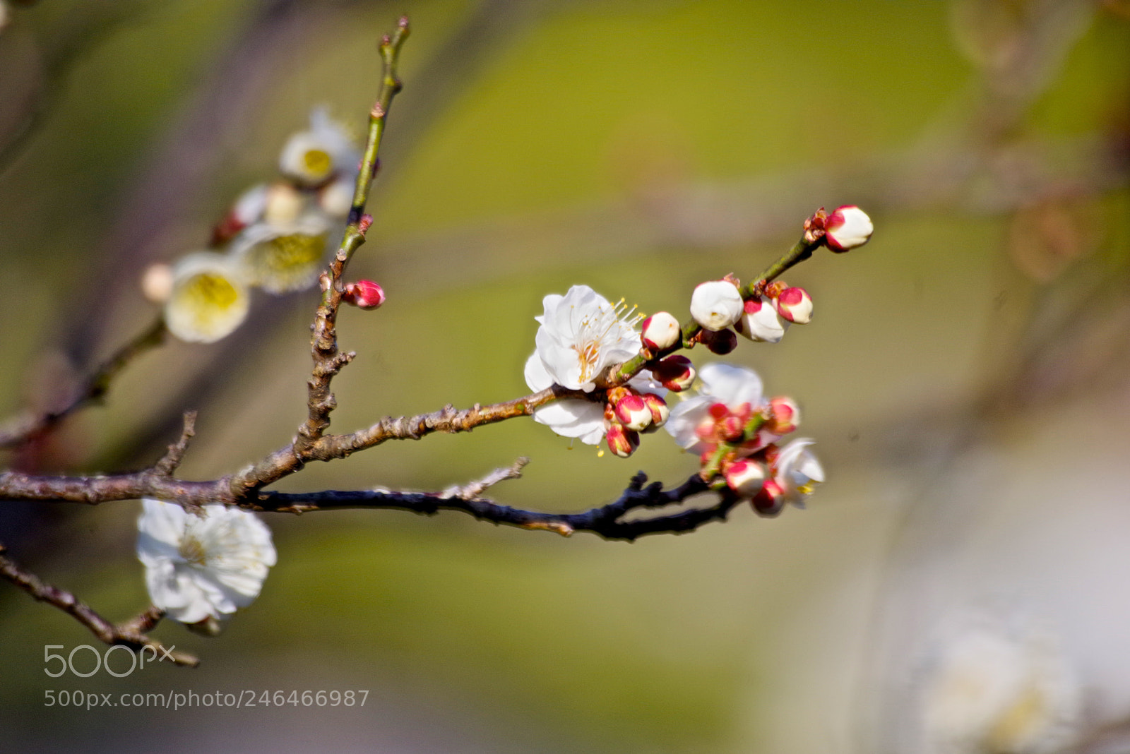 Pentax K-1 sample photo. Plum world photography