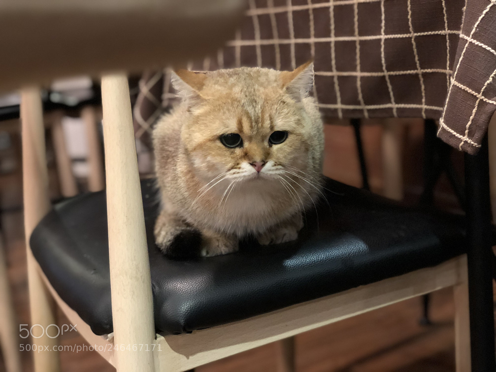 Apple iPhone X sample photo. Untitled photography