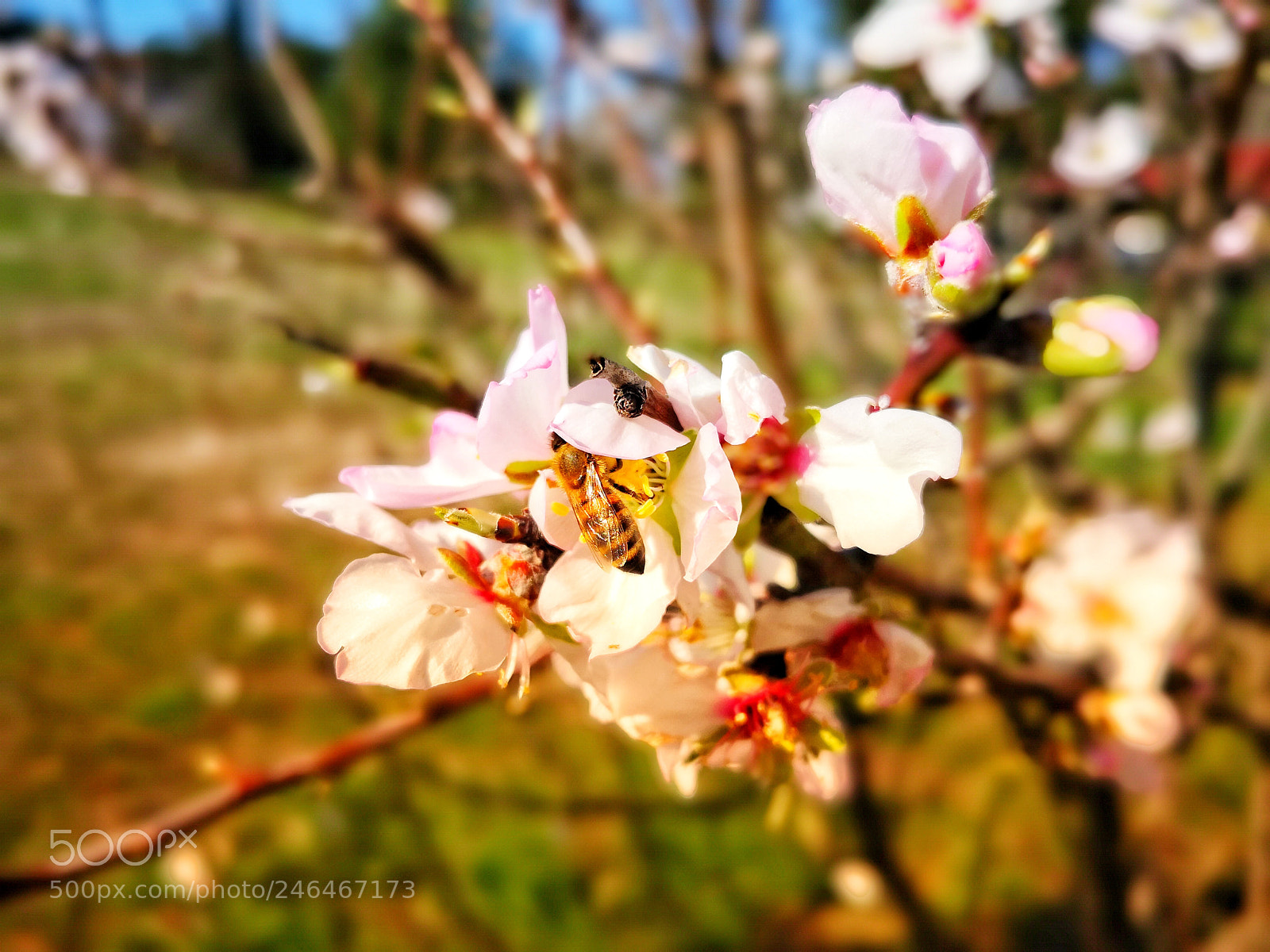 HUAWEI Mate 10 Pro sample photo. A bee at work photography
