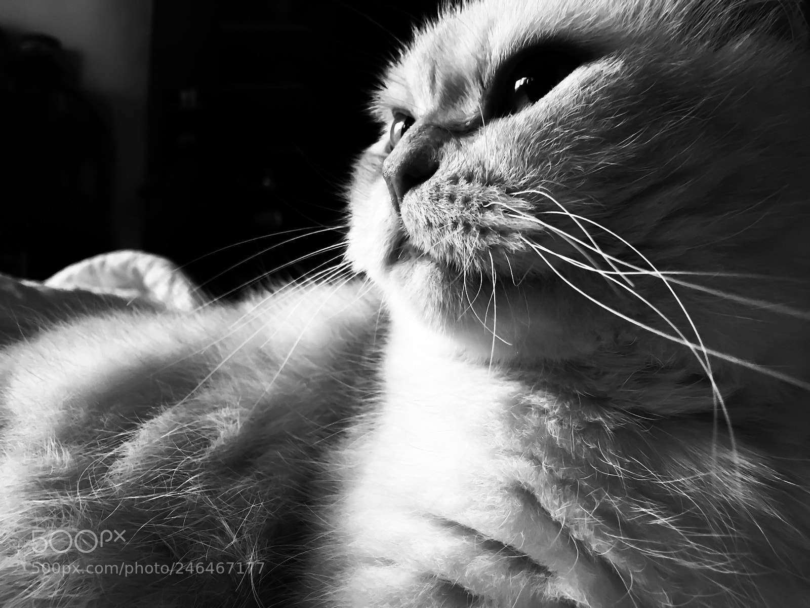 Apple iPhone 6s Plus sample photo. Untitled photography