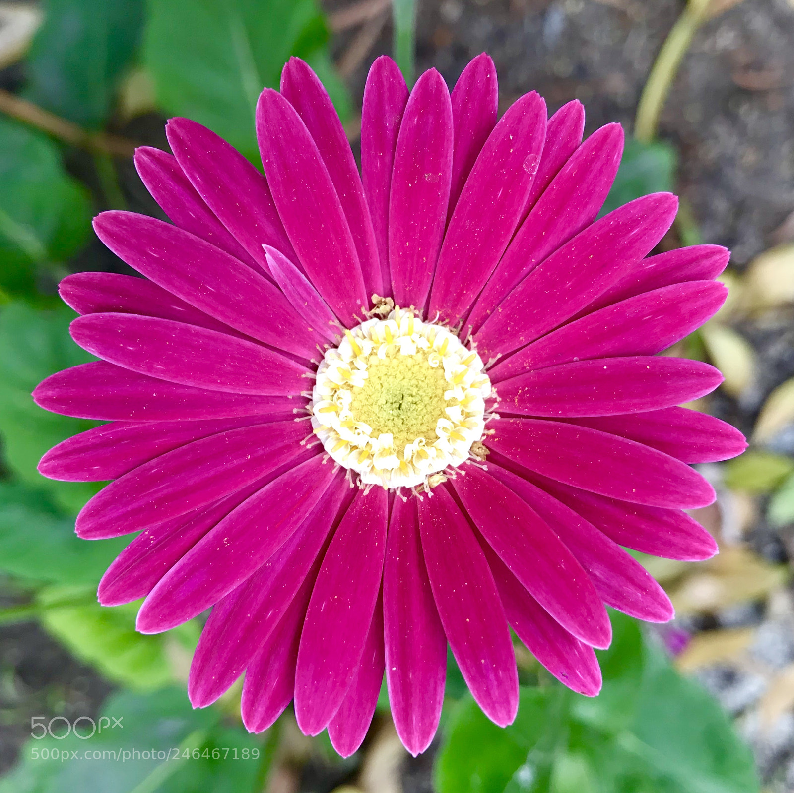 Apple iPhone 7 sample photo. Perennial gerbera photography