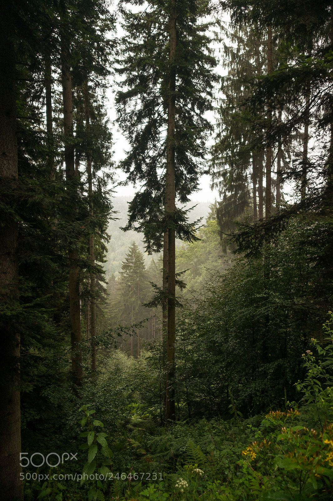 Sony Alpha DSLR-A700 sample photo. Blackforest photography