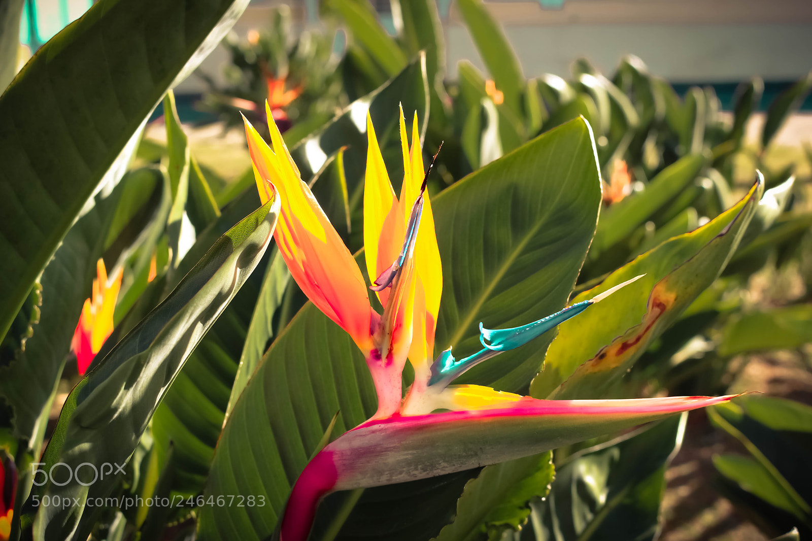 Canon EOS 700D (EOS Rebel T5i / EOS Kiss X7i) sample photo. Strelitzia reginae photography