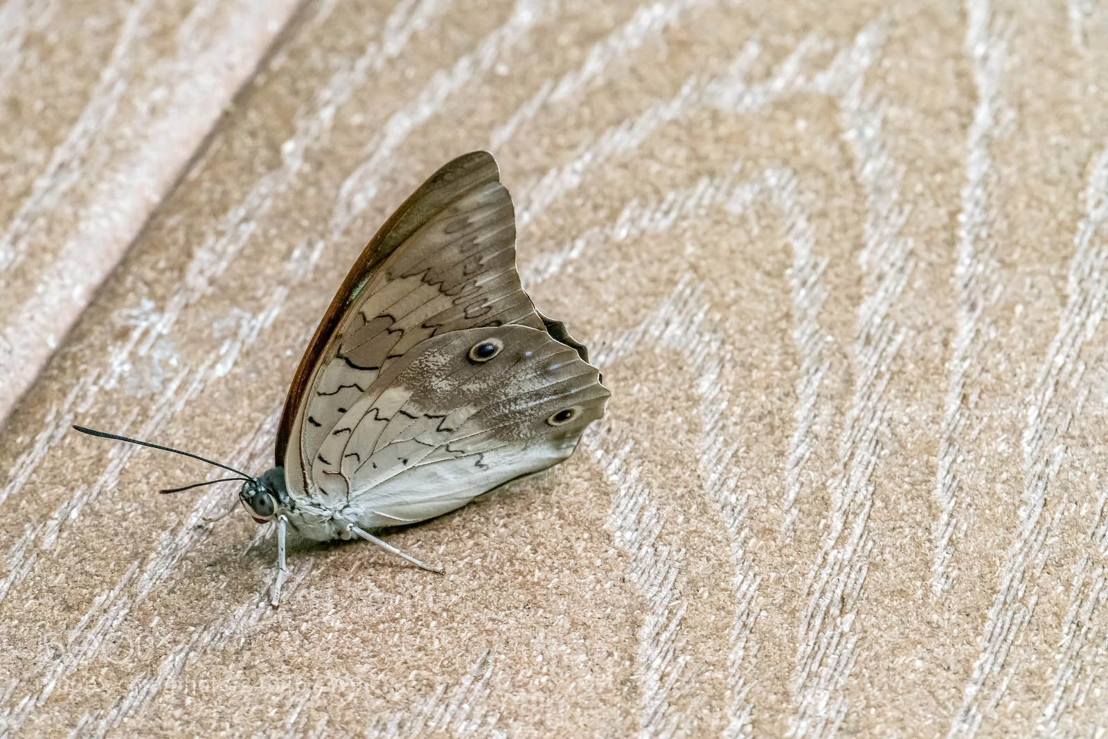 Sony a7R II sample photo. Camouflaged butterfly photography