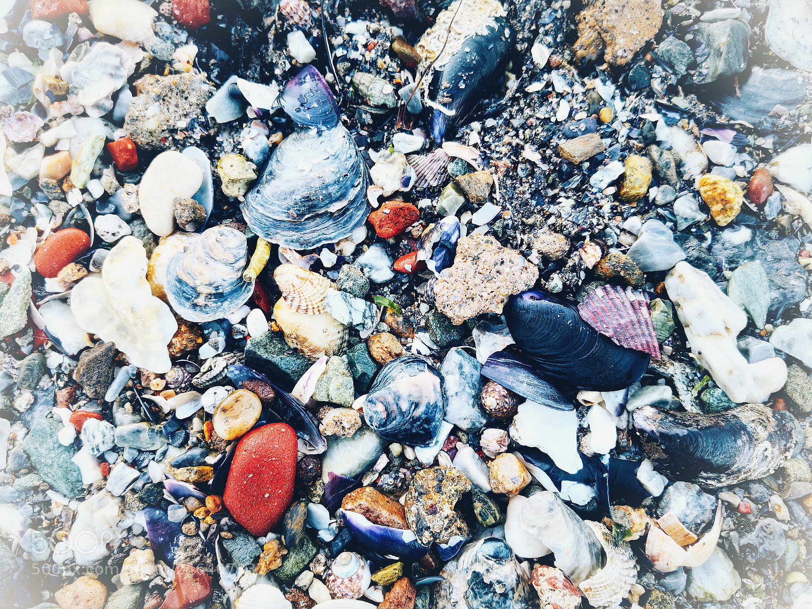 HUAWEI Mate 10 Pro sample photo. Seashells photography