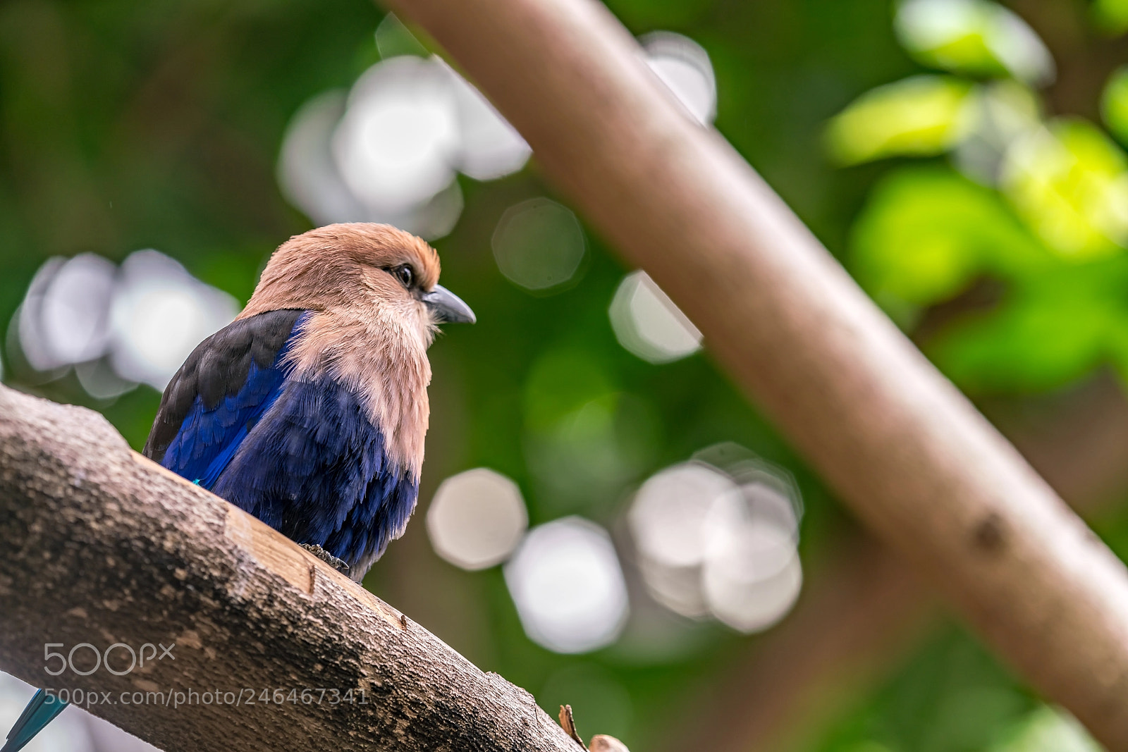 Sony a7R II sample photo. Happy on the branch photography