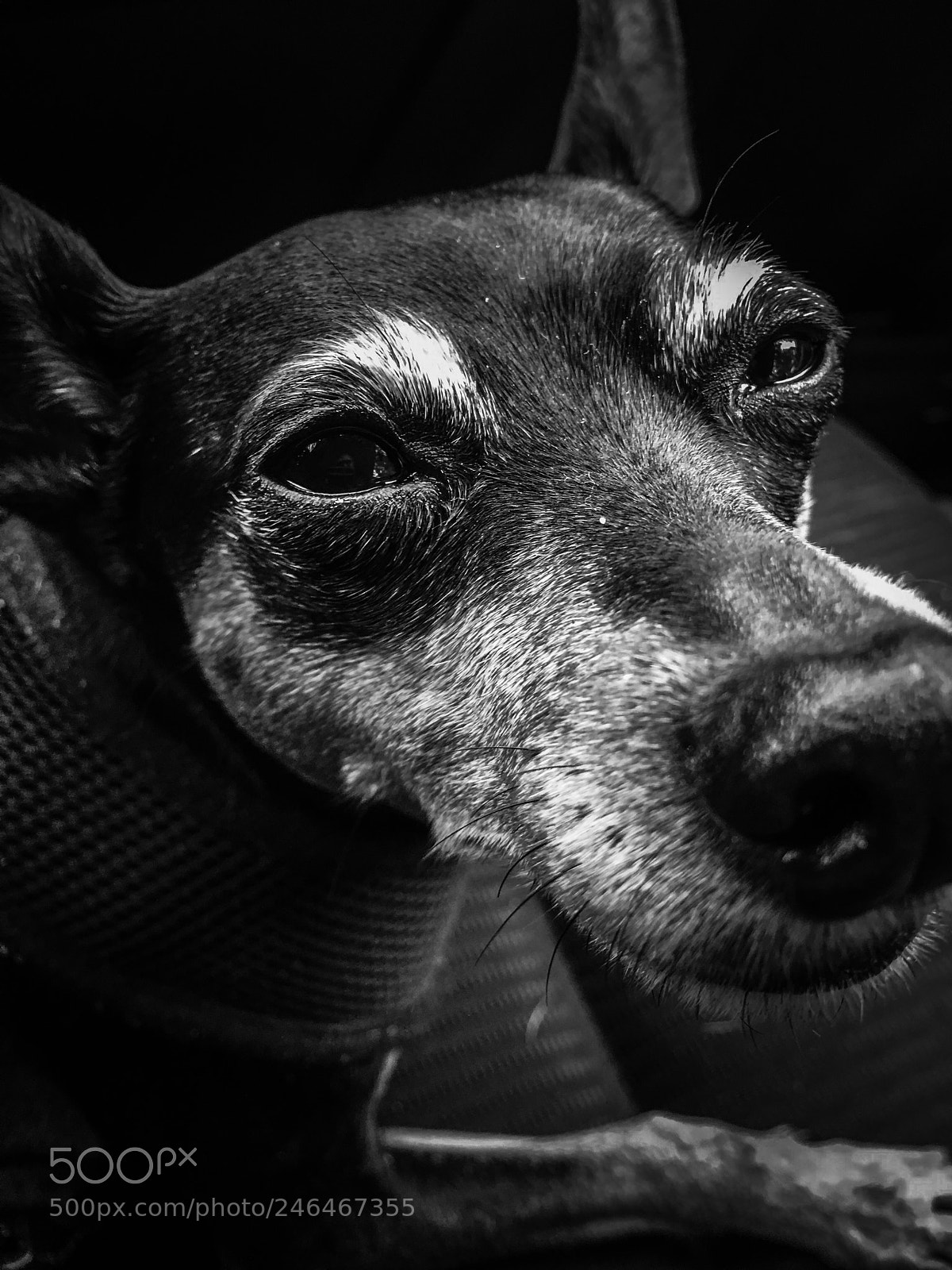 Apple iPhone 6s Plus sample photo. Sleepy lucy photography