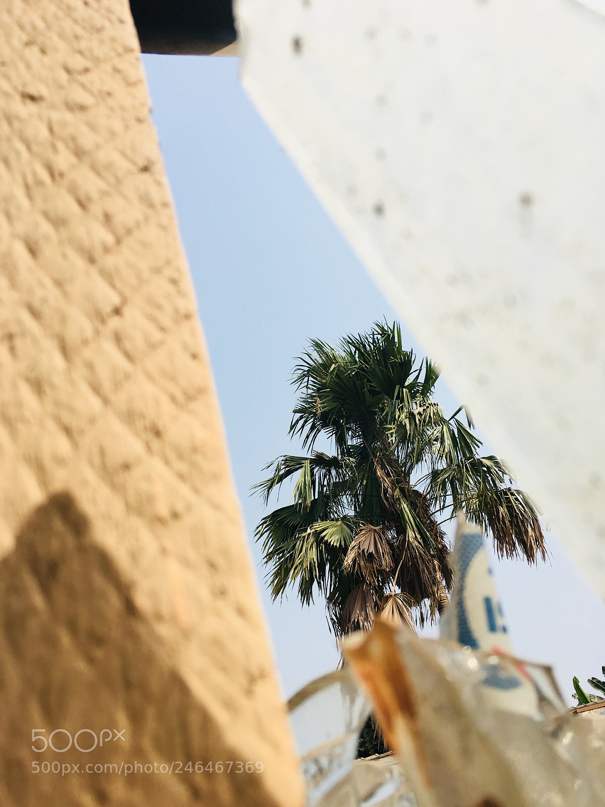 Apple iPhone SE sample photo. Palm tree photography