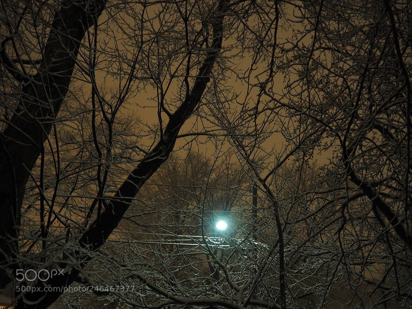 Olympus OM-D E-M10 II sample photo. Snowy branches photography