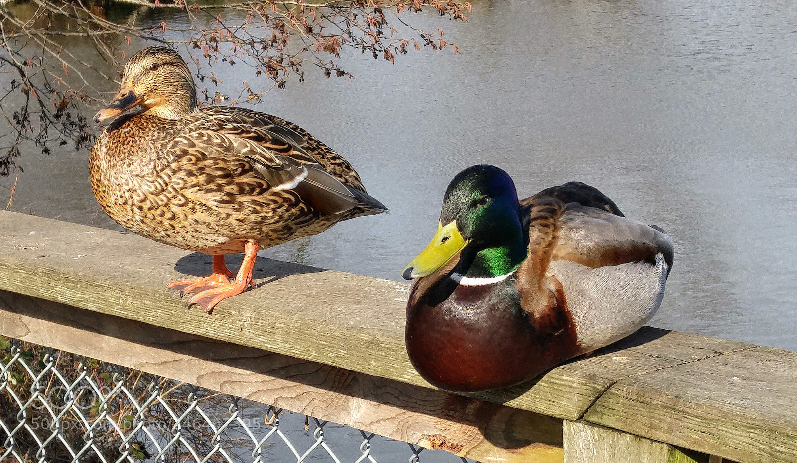 LG G4 sample photo. Mallard duck couple photography