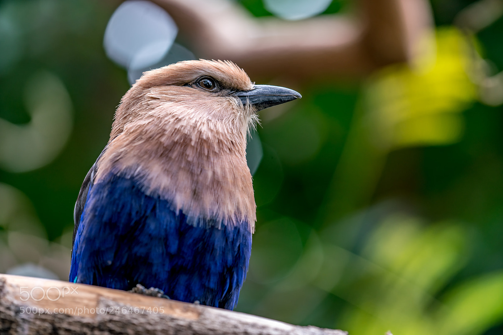 Sony a7R II sample photo. Noble pose photography