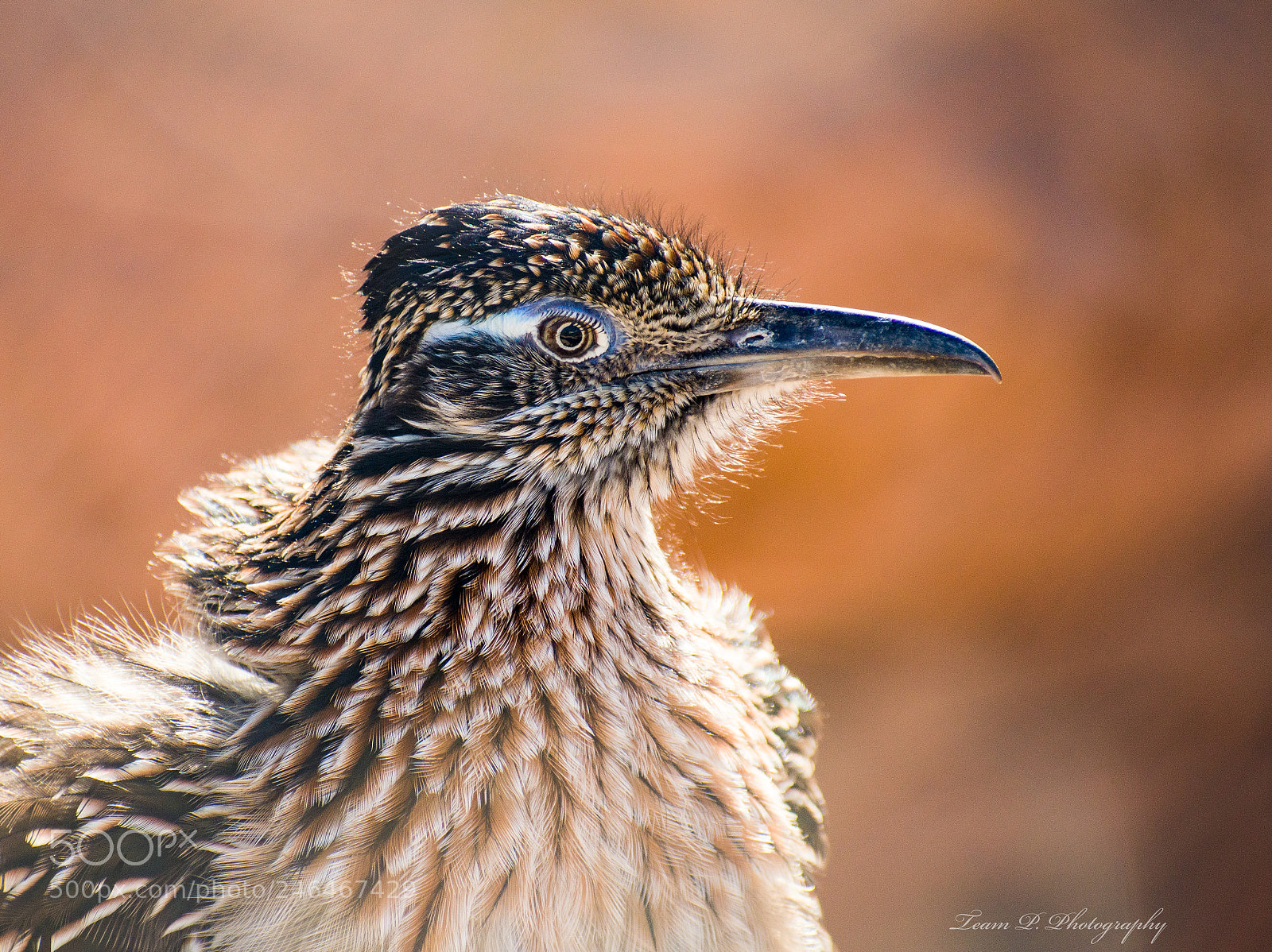 Nikon D3400 sample photo. The road runner photography