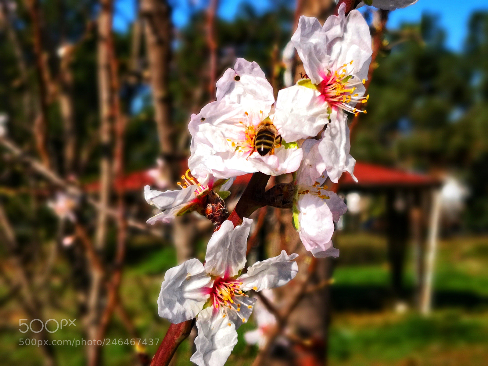 HUAWEI Mate 10 Pro sample photo. Bee at the garden photography