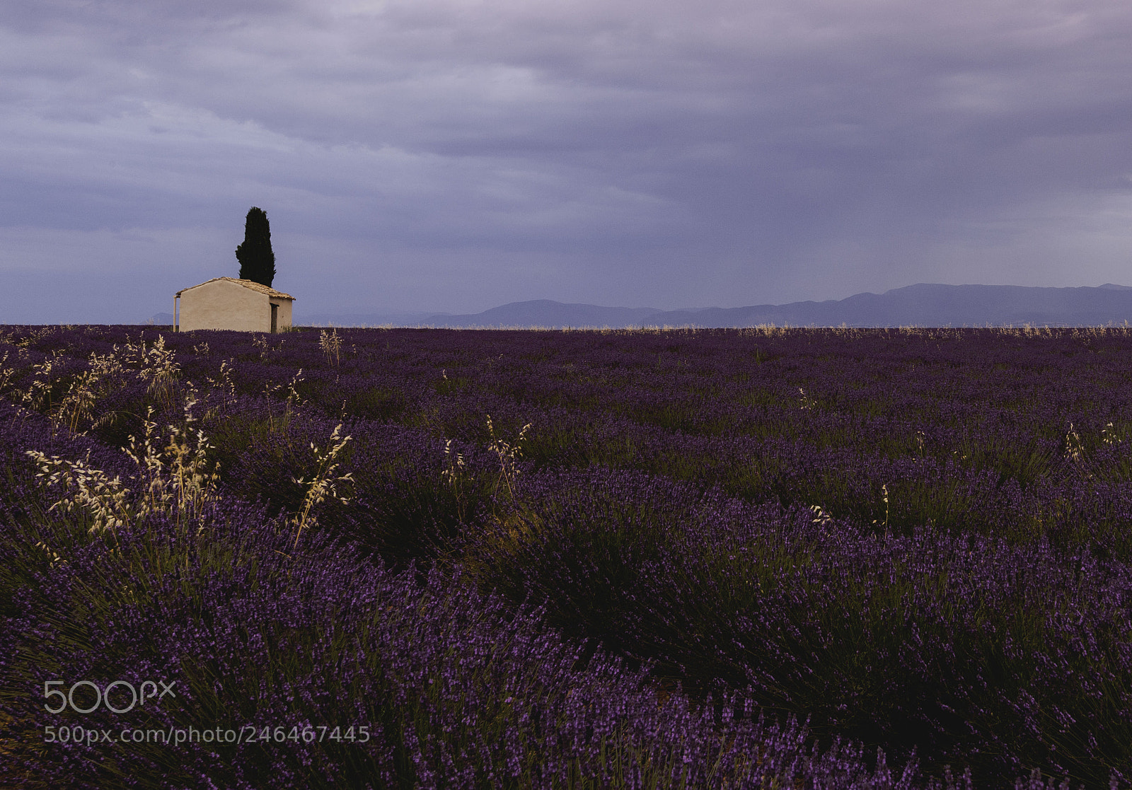 Canon EOS-1Ds Mark III sample photo. Scent of lavender photography
