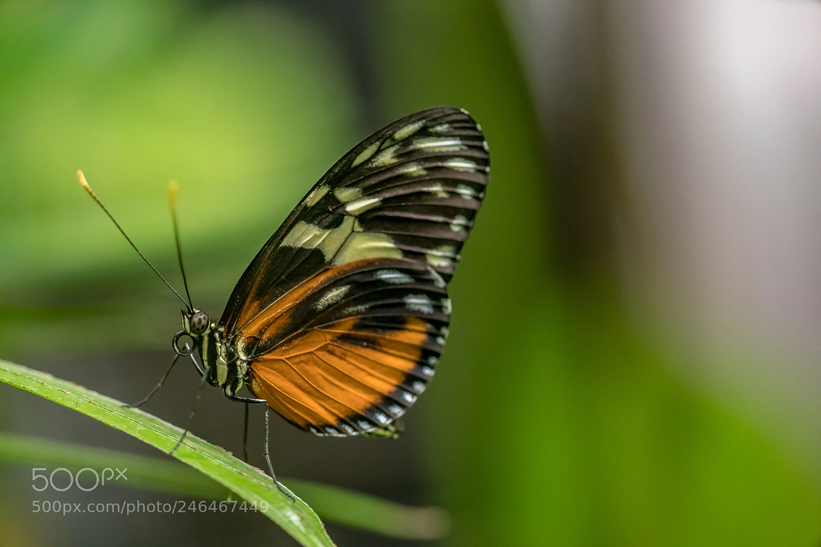 Sony a7R II sample photo. Pollen hunt photography