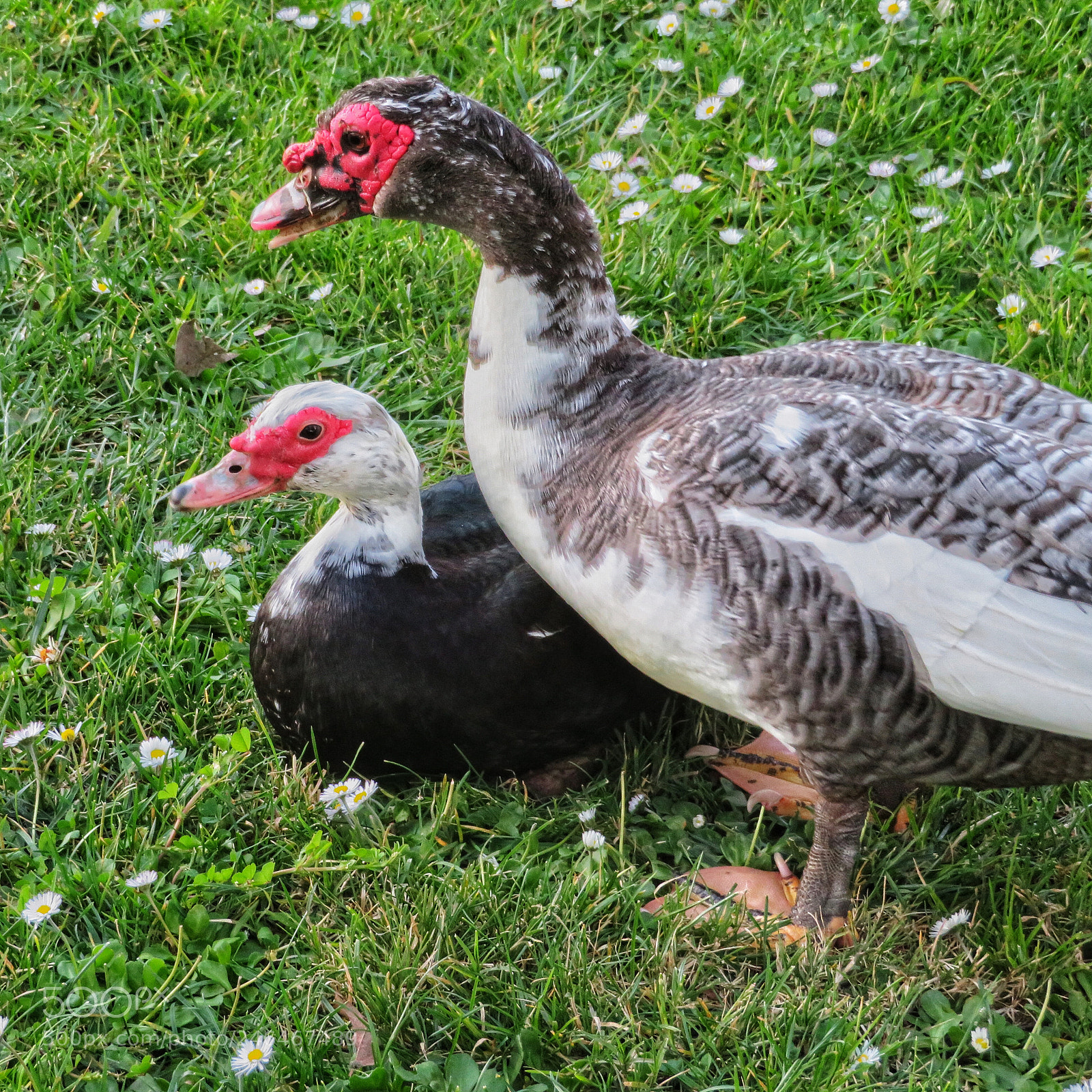 Canon PowerShot SX720 HS sample photo. A pair of muscovy photography